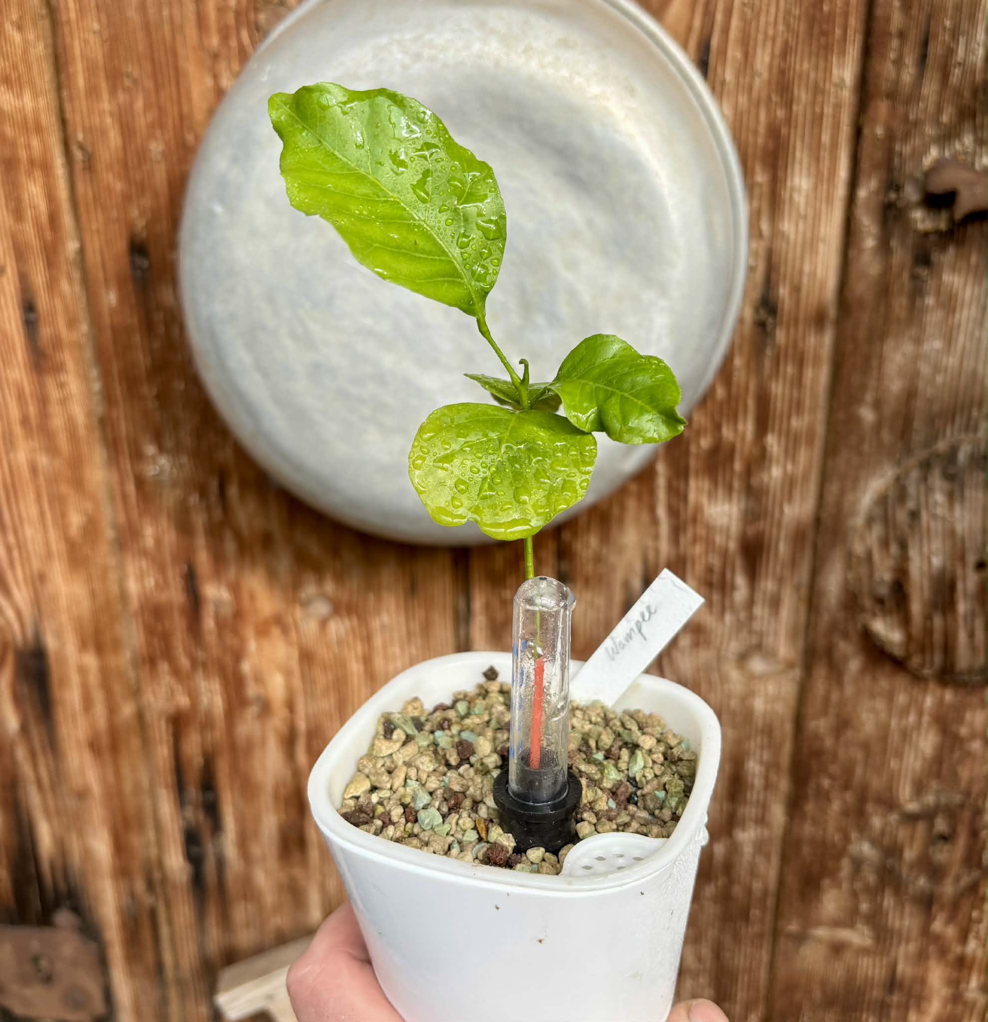 Wampee (Clausena lansium) - 1 potted seedling / 1 getopfter Sämling