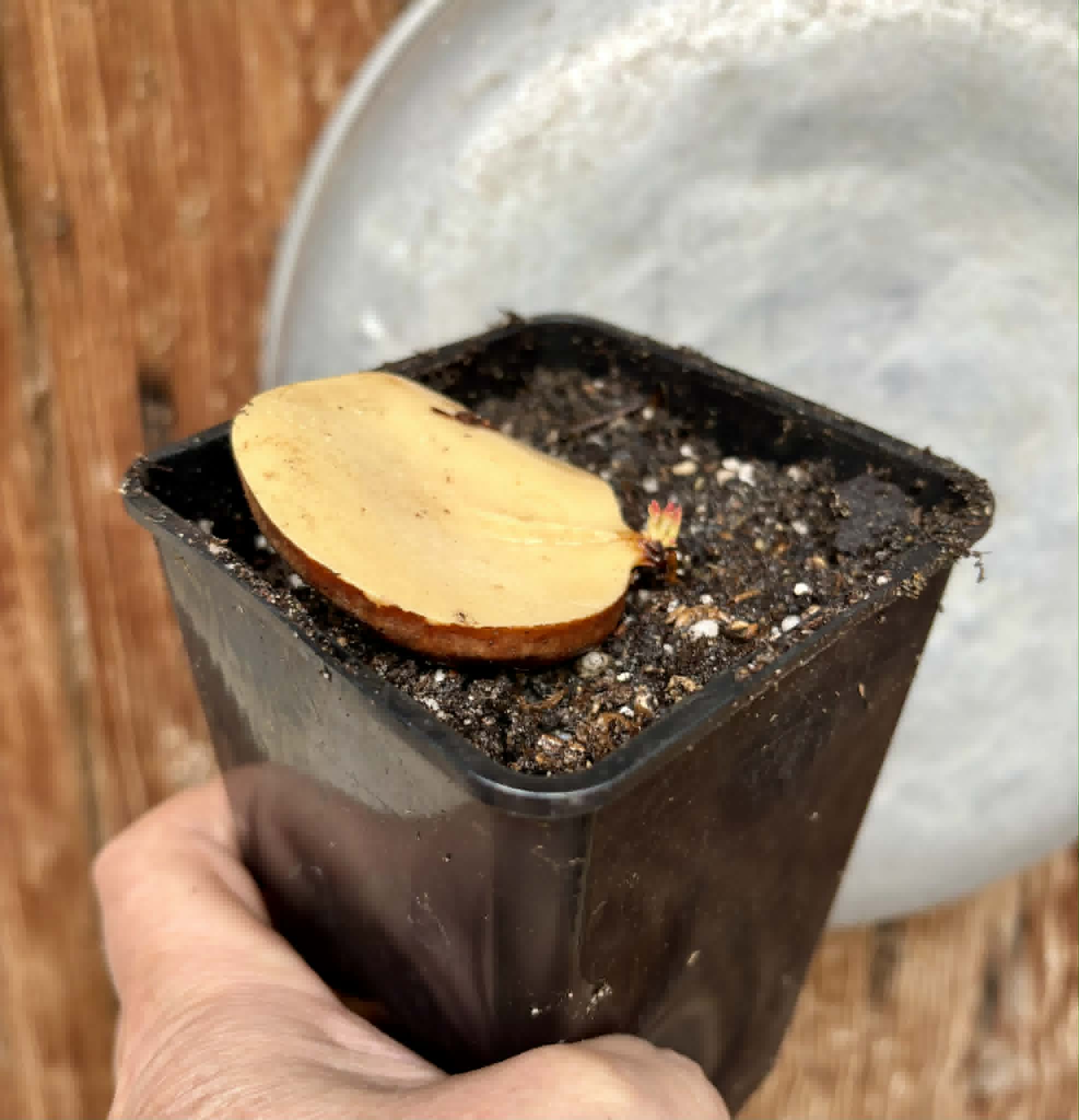 3 shots - Plinia longiacuminata -  1 potted seedling / 1 getopfter Sämling