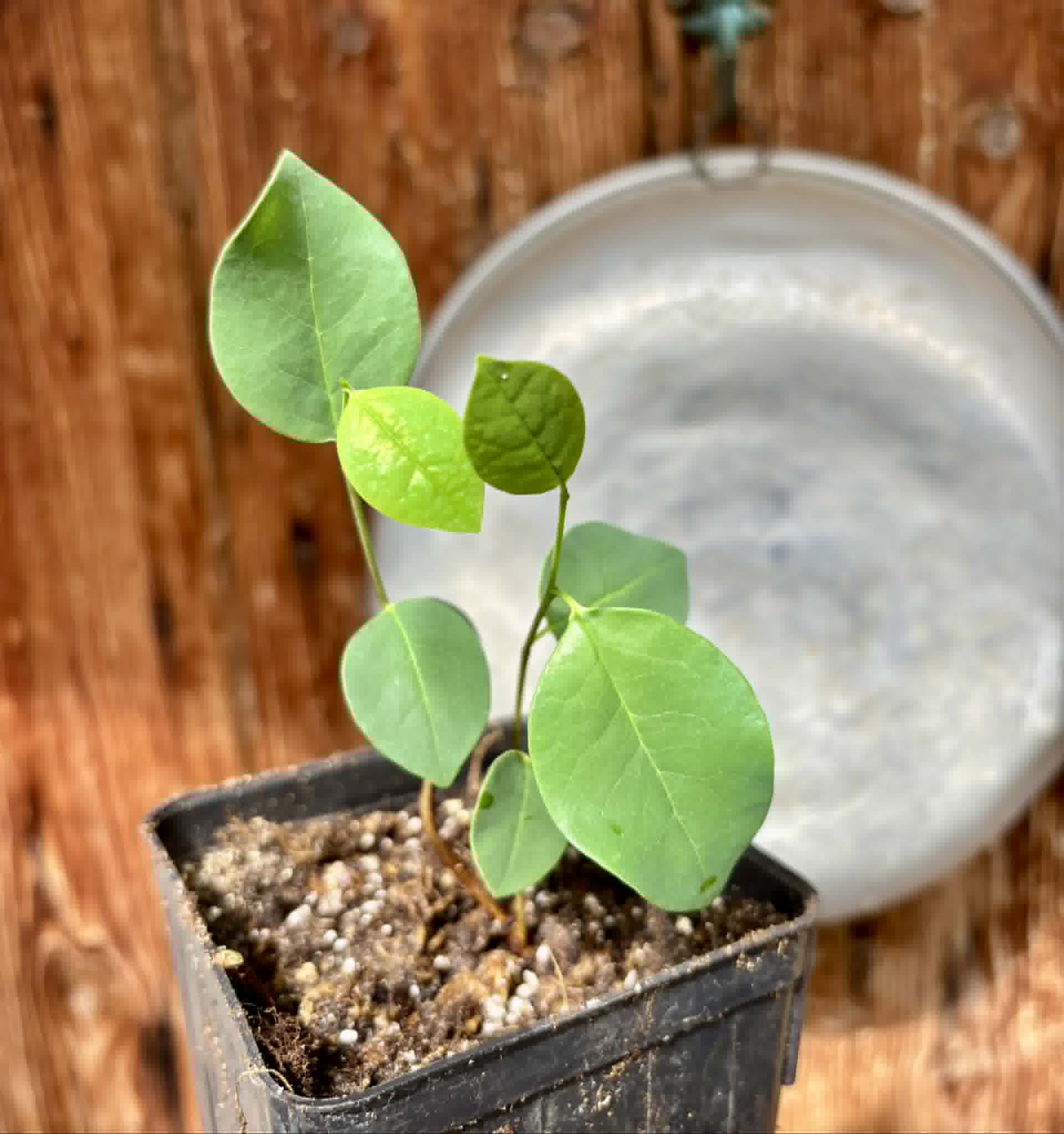 Araticum Pinha (Annona vepretorum)  - 1 potted plant / 1 getopfte Pflanze