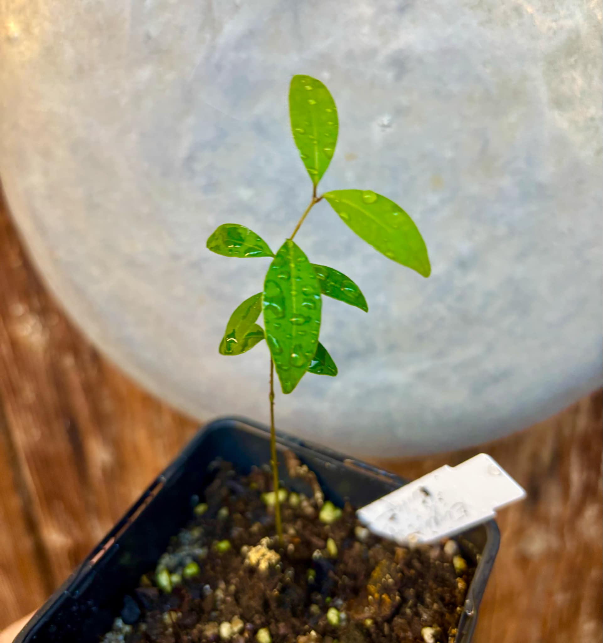 Eugenia sp Uvitas - 1 small potted seedling / 1 kleiner, getopfter Sämling Eugenia sp Uvitas - 1 small potted seedling / 1 kleiner, getopfter Sämling
