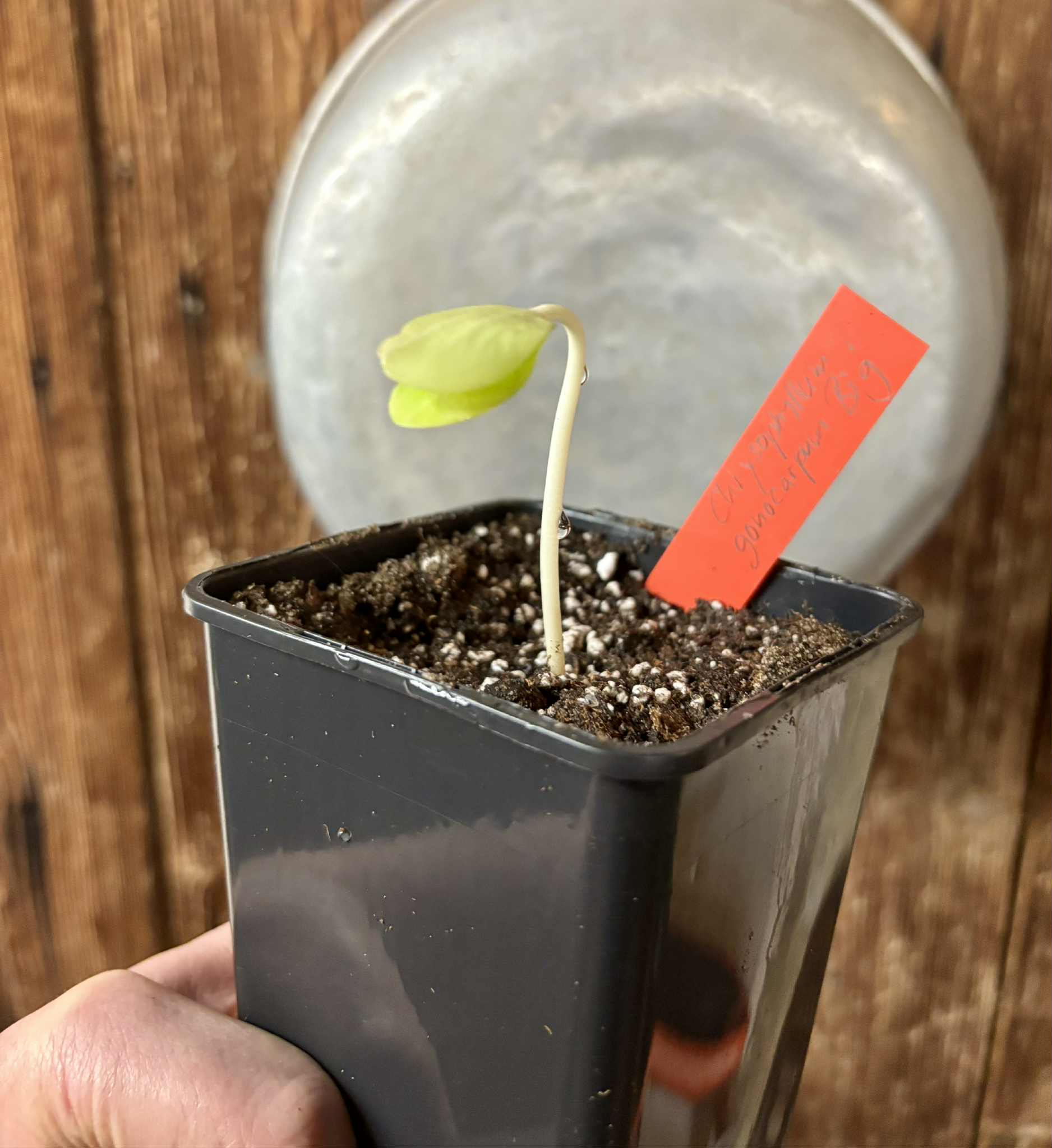 Chrysophyllum gonocarpum var. BIG Itacare  -  1 potted seedling / 1 getopfter Sämling