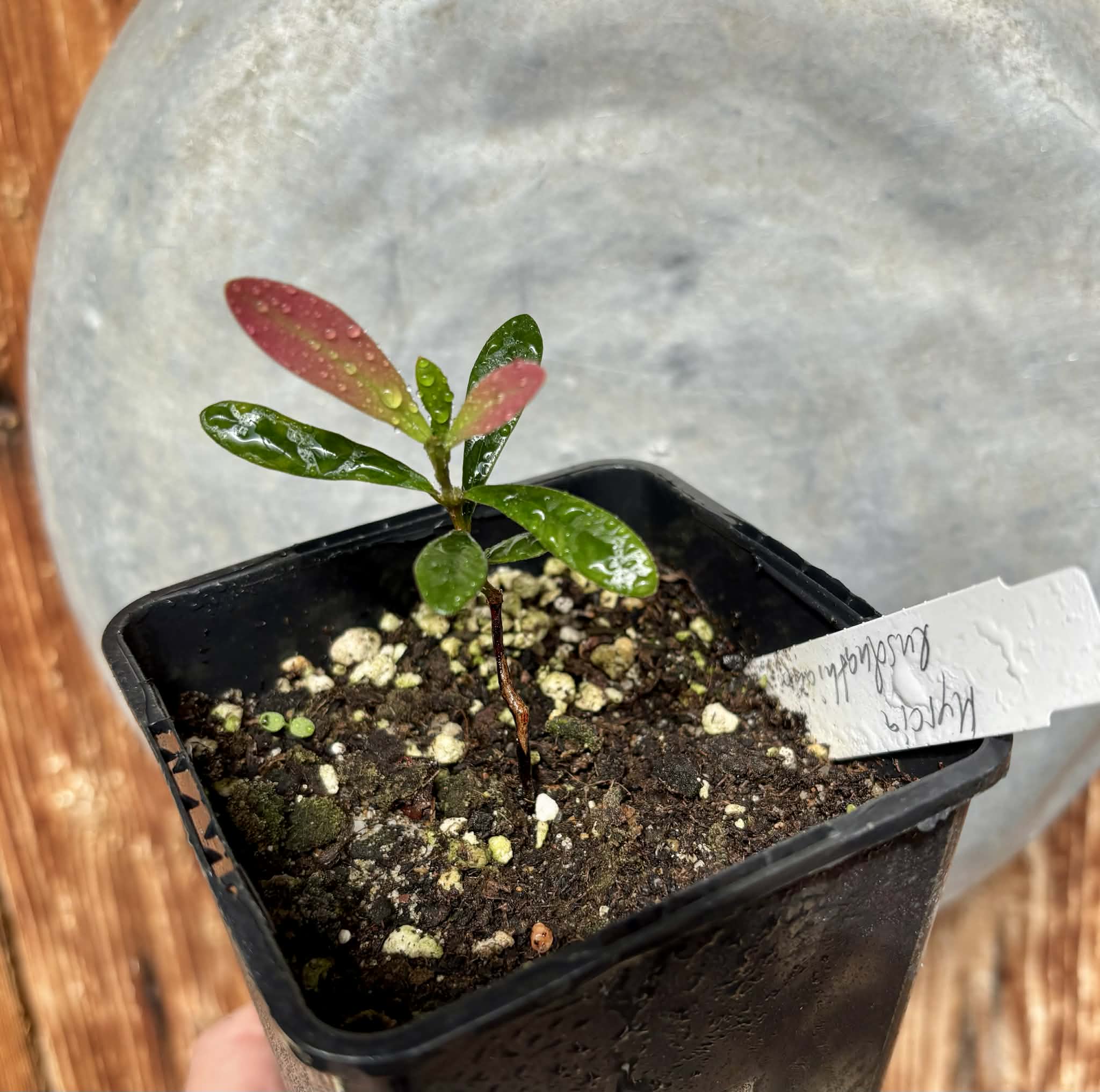 Myrcia luschnathiana -  1 potted seedling / 1 getopfter Sämling