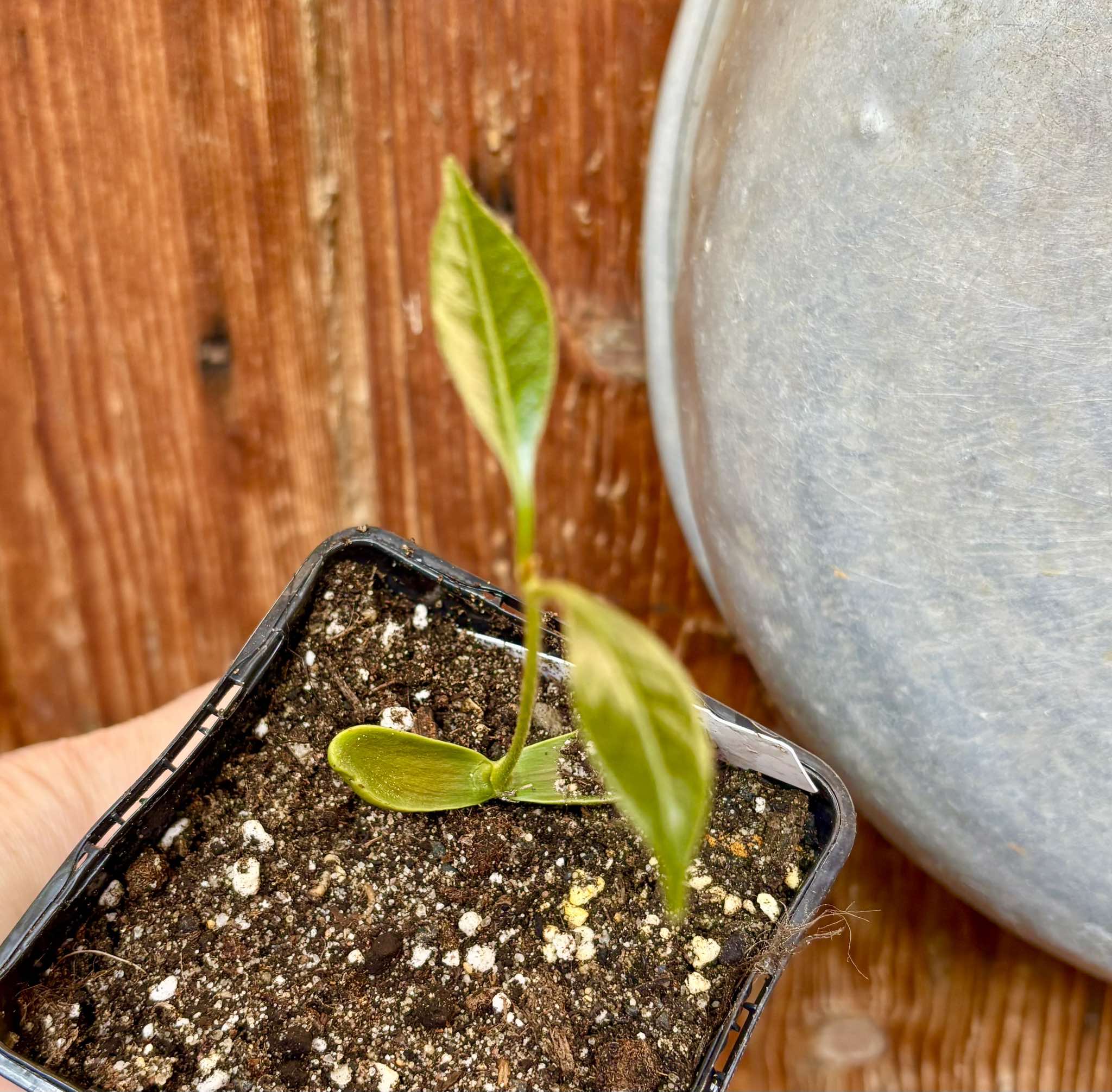 Pouteria alvesii - 1 small potted seedling / 1 kleiner, getopfter Sämling