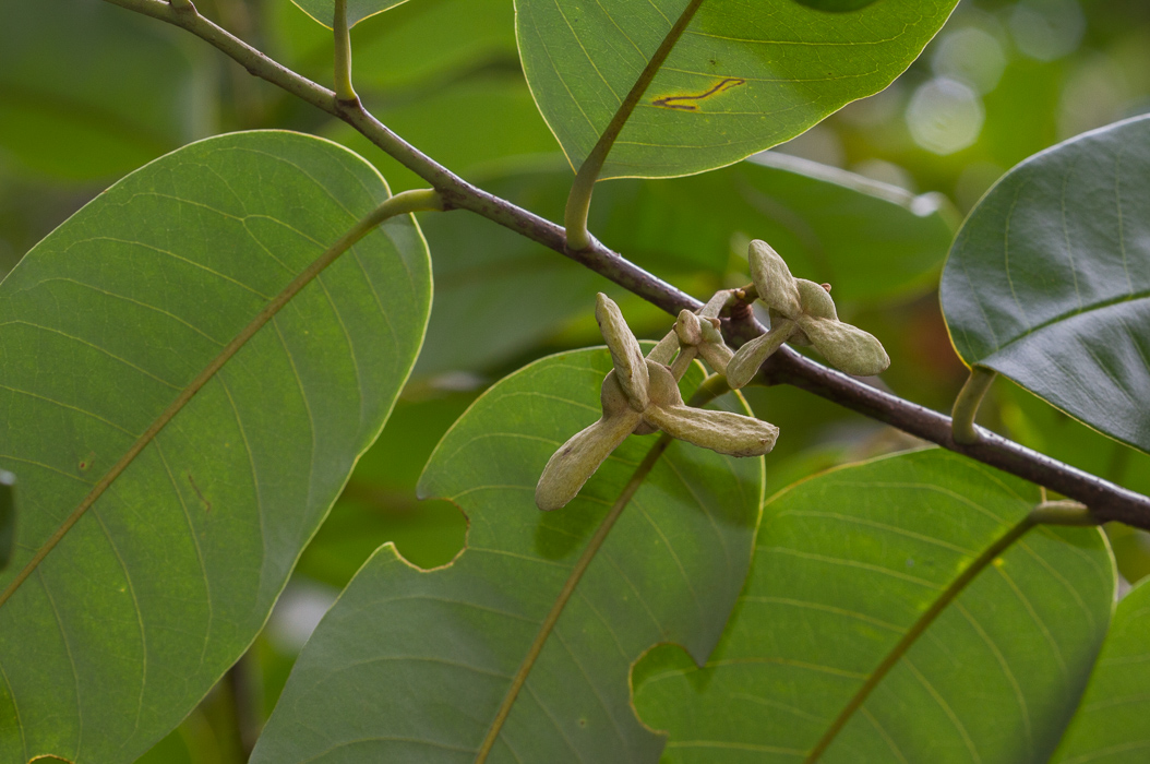 Annona exsucca - 1 fresh seed / 1 frischer Samen