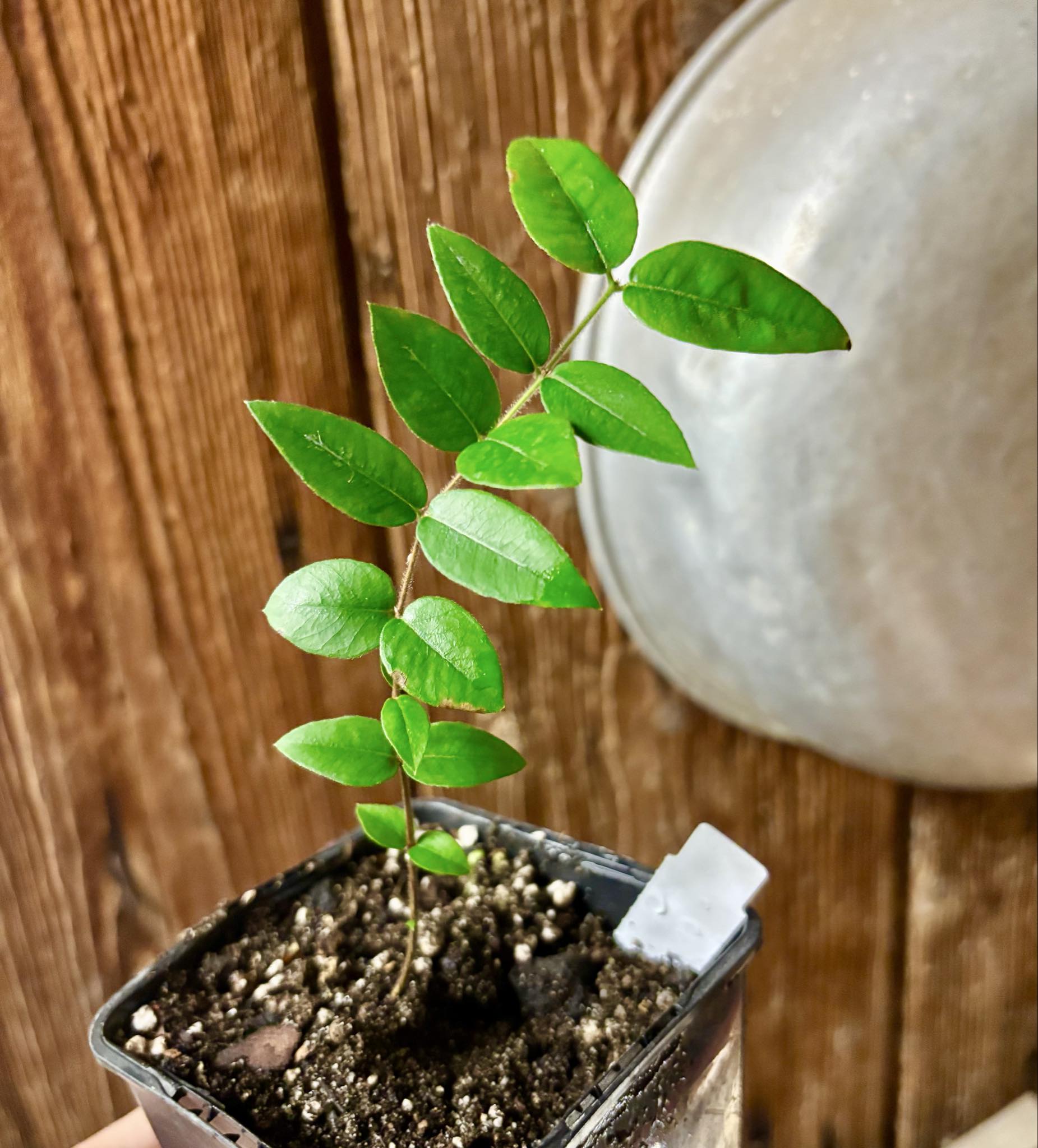 Myrciaria aff plinioides-  1 potted seedling / 1 getopfter Sämling