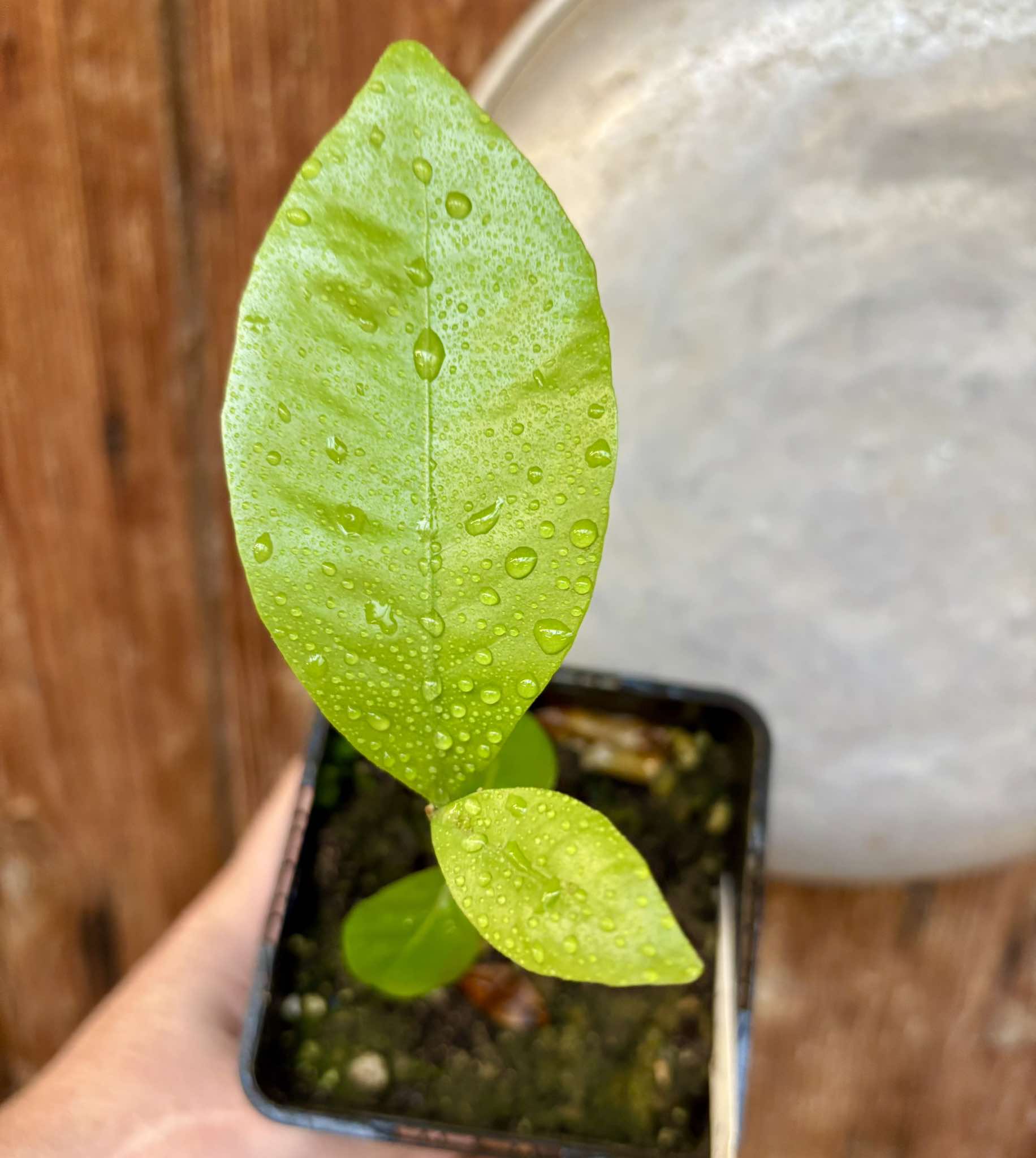 Glycosmis pentaphylla - Orangeberry / Ginberry -  1 small seedling / 1 kleiner Sämling