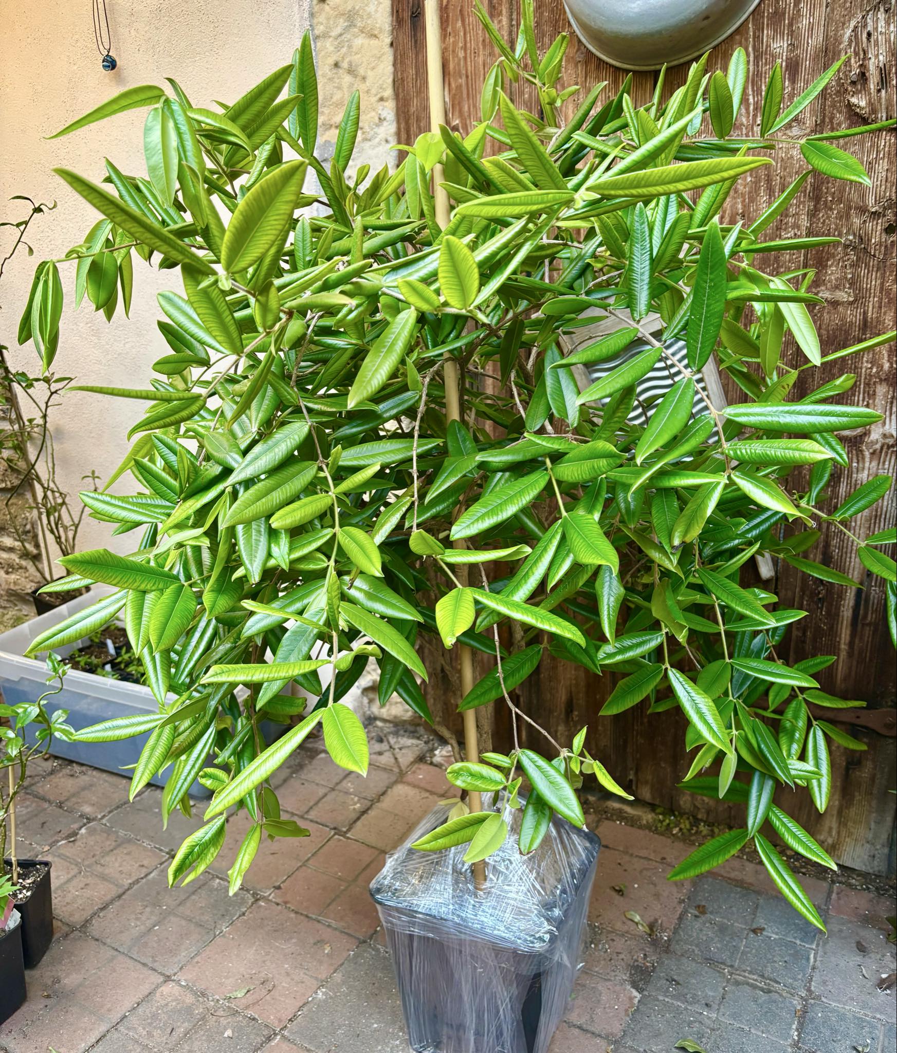9 years old - Yellow Jaboticaba (Myrciaria glazioviana) - 1 potted plant / 1 getopfte Pflanze 