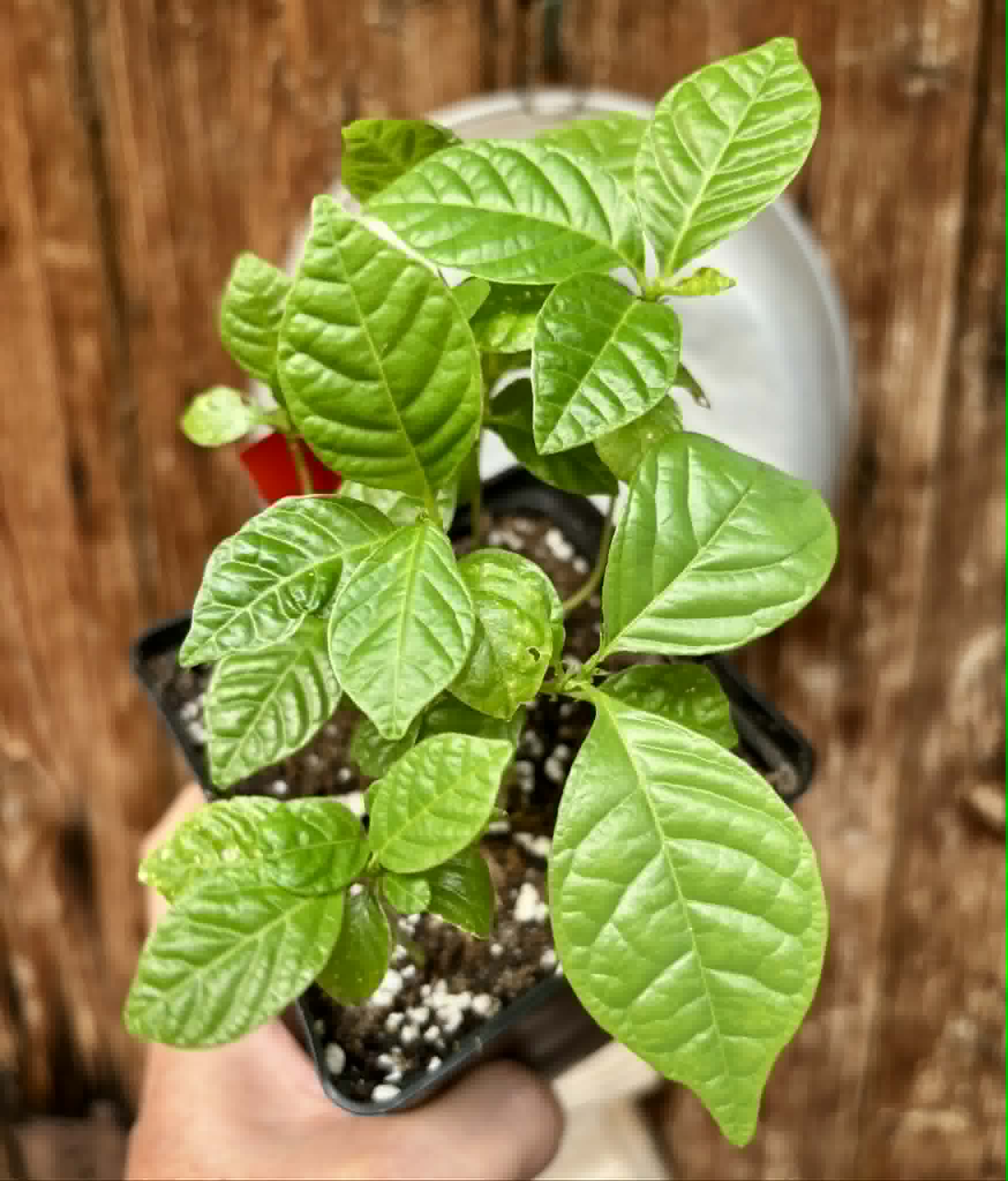 9 in 1 pot - Passiflora quadrangularis - 9 seedlings in one pot / 9 Sämlinge in einem Topf