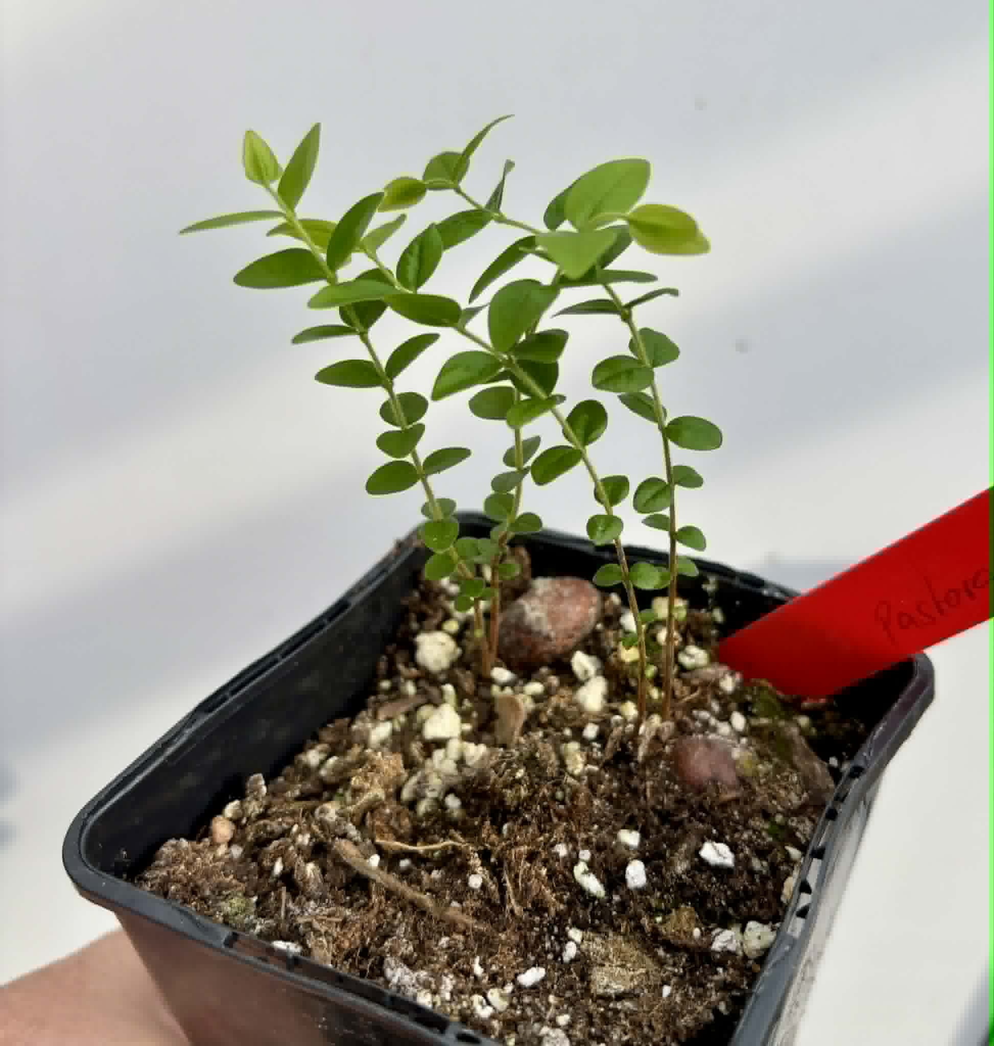 2 in 1 pot - Myrciaria sp Pastora - 2 seedlings in one pot / 2 Sämlinge in einem Topf