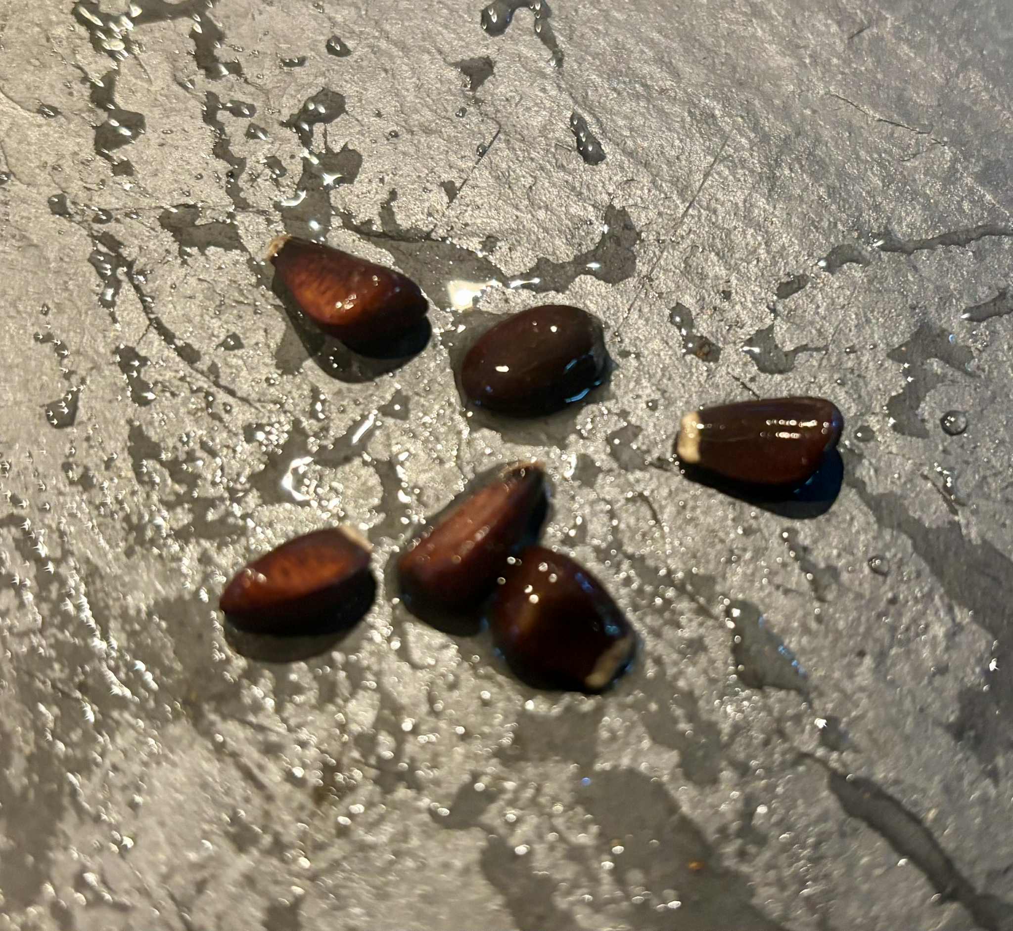 Annona rensoniana  - 3 fresh seeds / 3 frische Samen