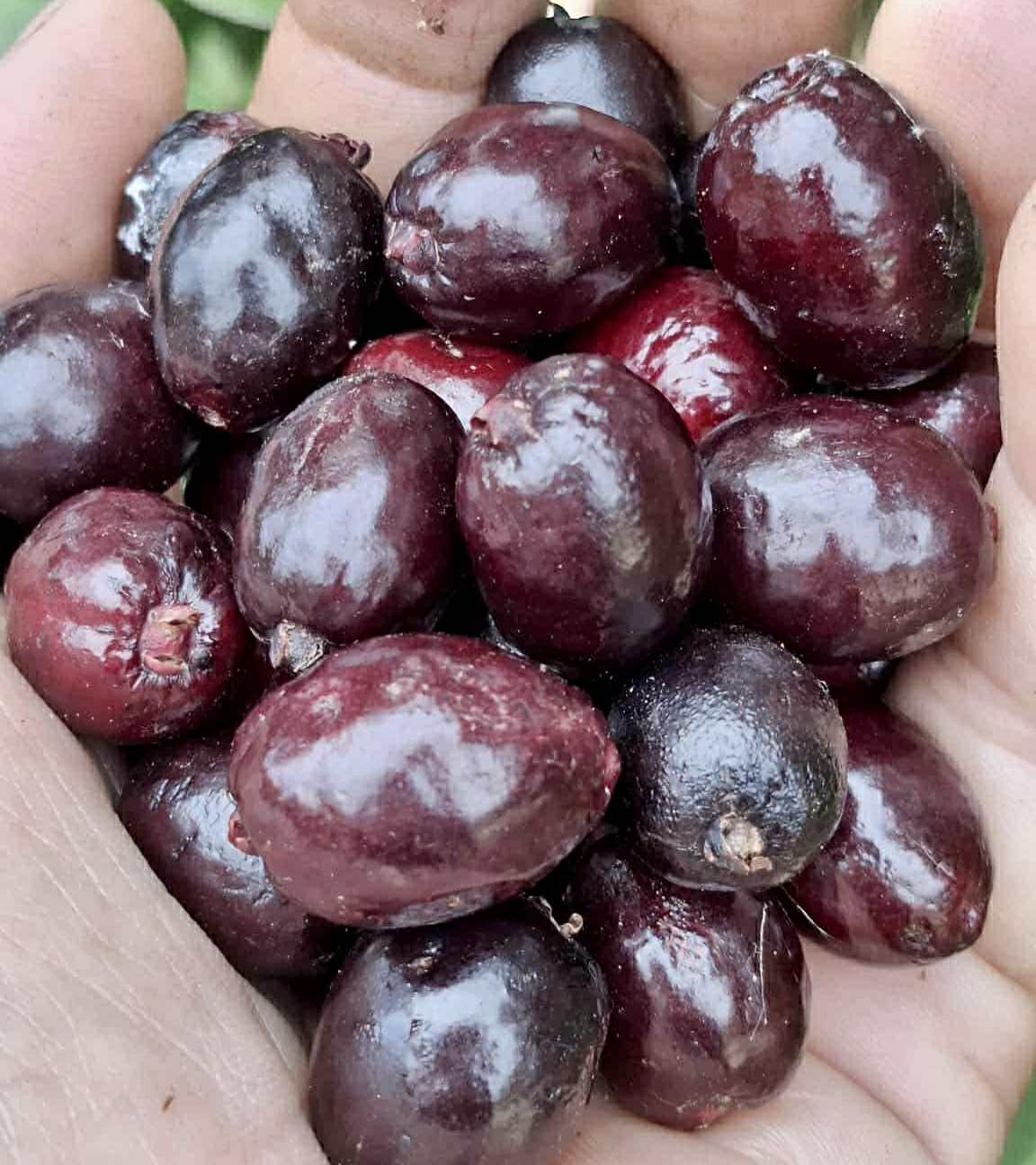 Eugenia sp Sabor Manga - 1 fresh seed / 1 frischer Samen