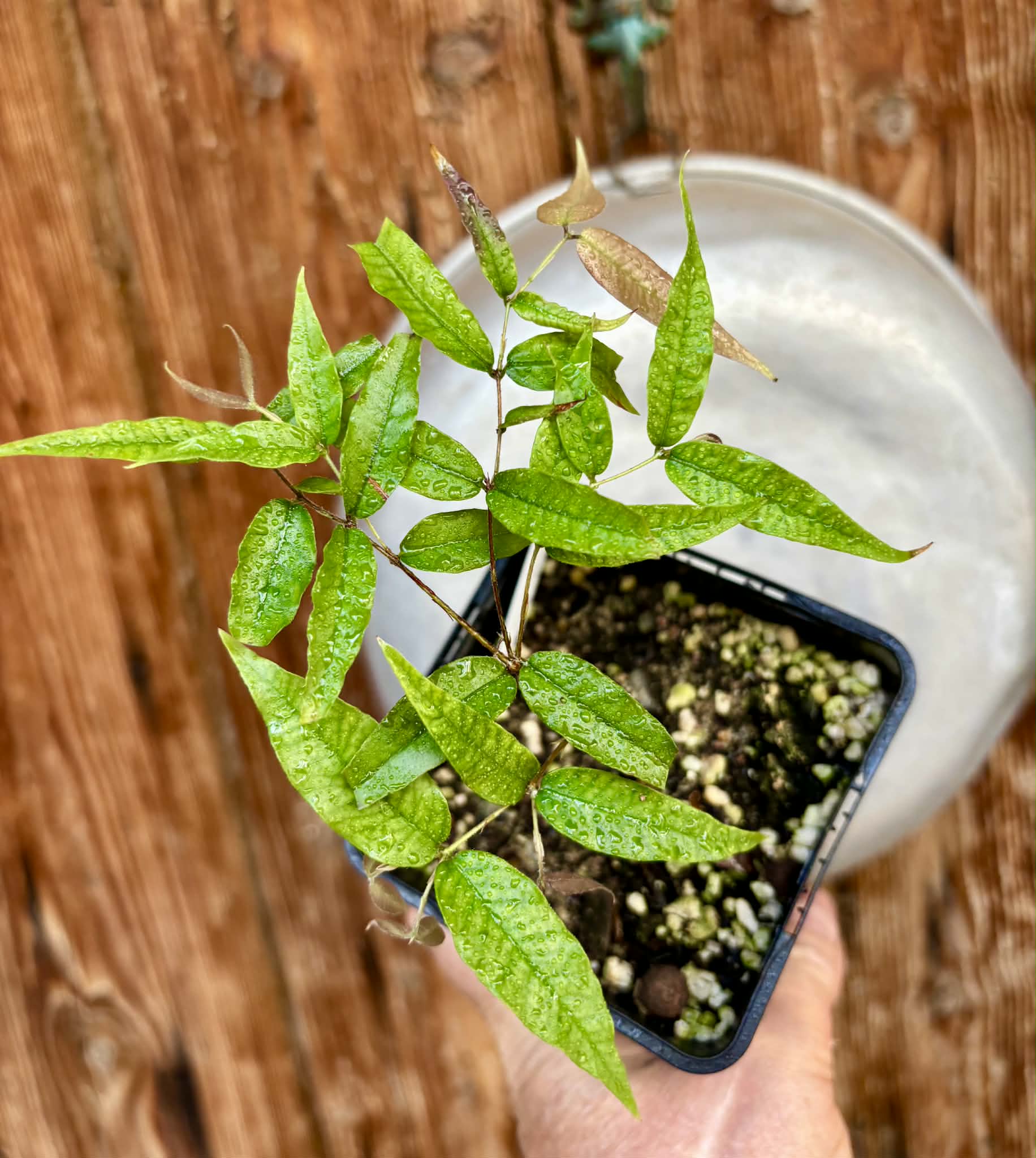 Plinia sp Cabo longo Sao Joao -  1 potted seedling / 1  getopfter Sämling