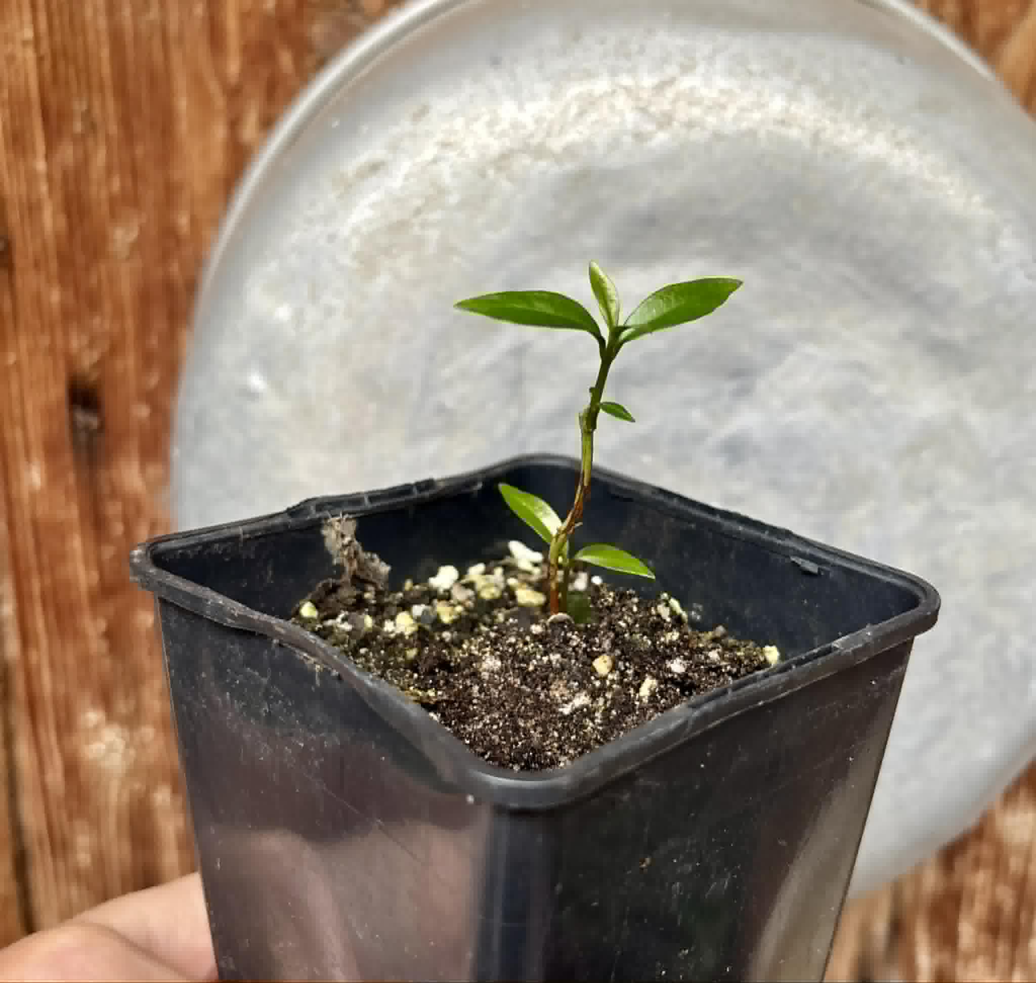 White Rose Apple (Syzygium jambos) - 1 potted seedling / 1 getopfter Sämling
