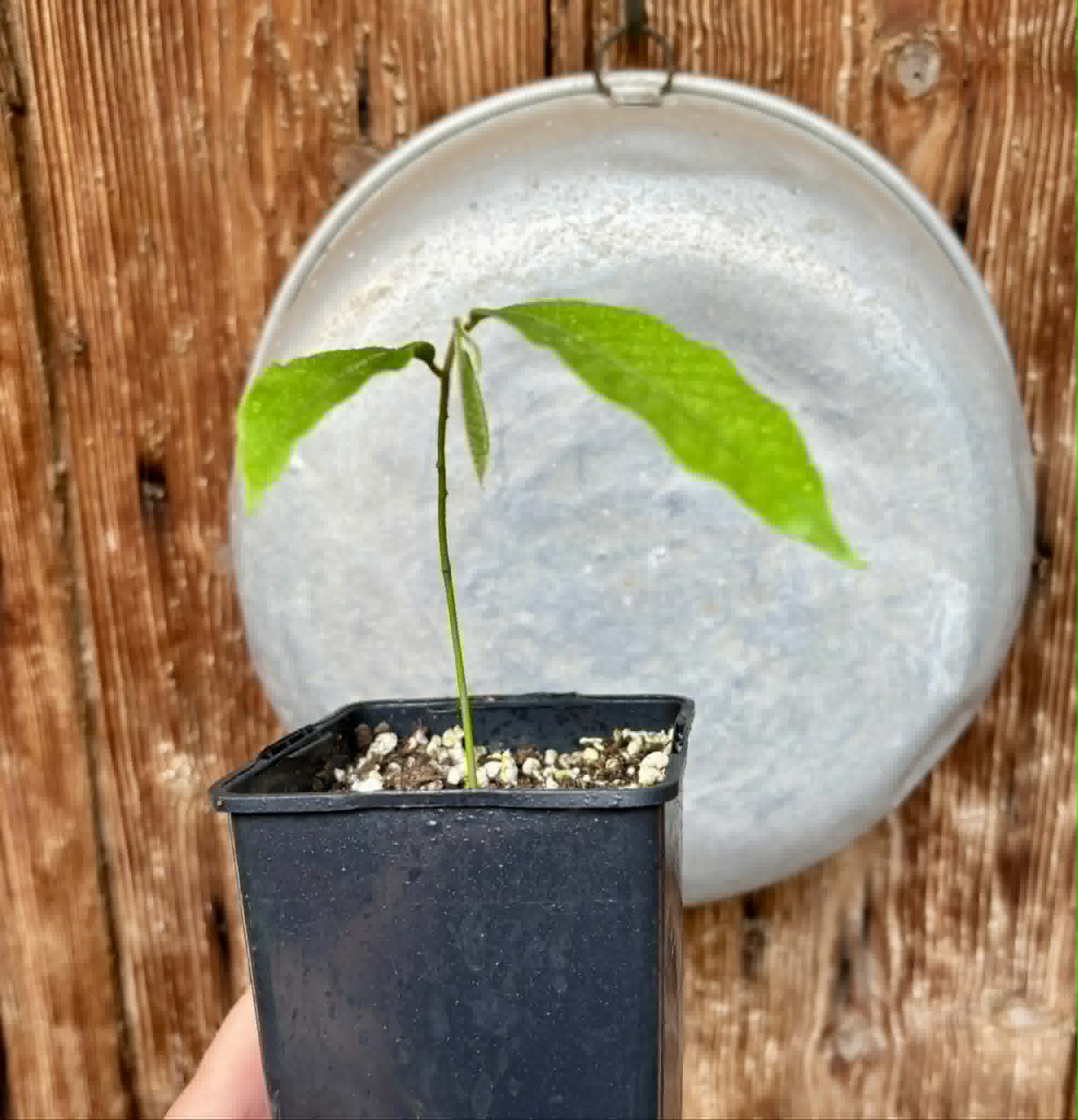 Civet Banana (Uvaria grandiflora) -  1 potted seedling / 1 getopfter Sämling