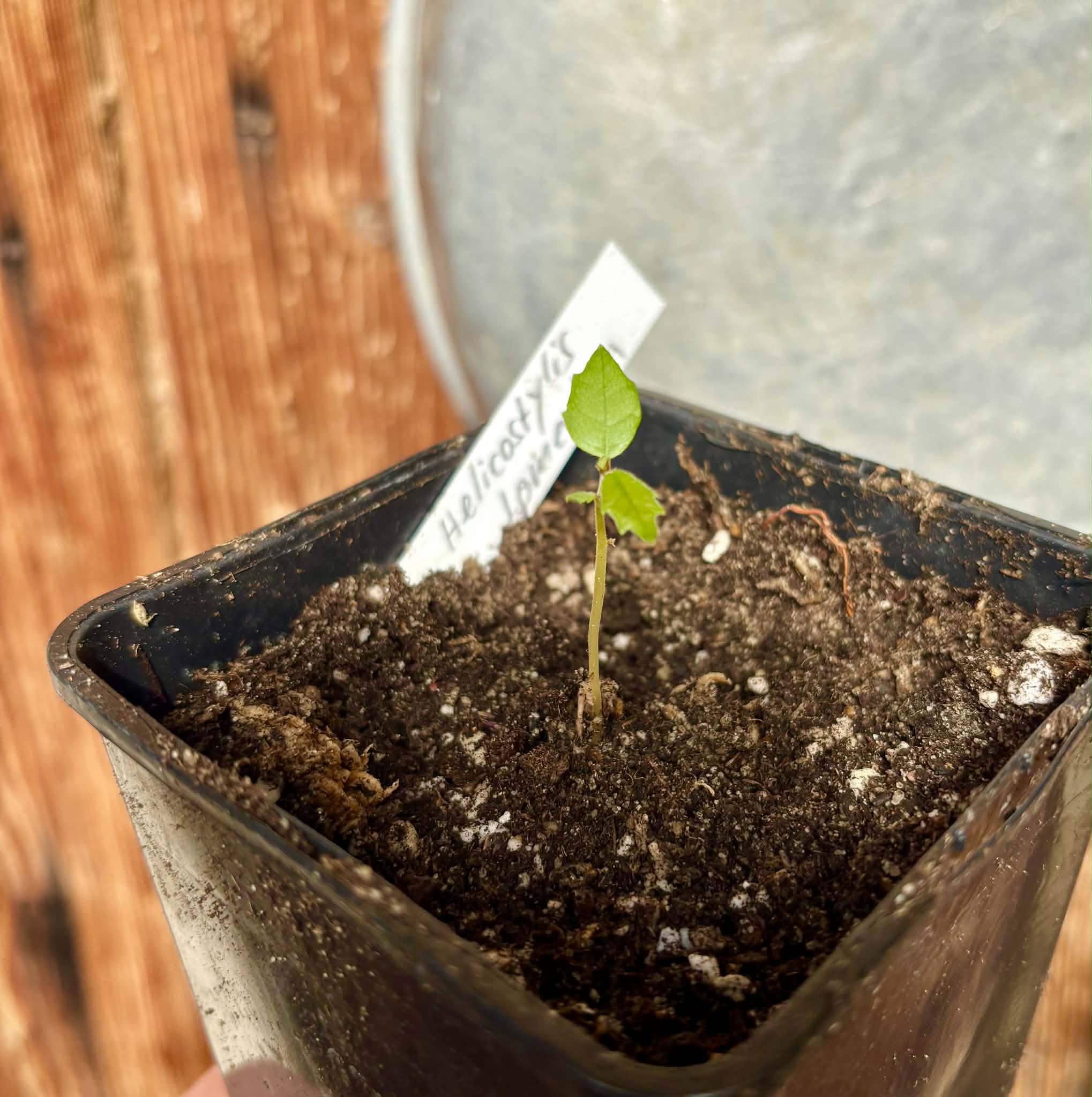 Wild Yellow Mulberry (Helicostylis tomentosa) - 1 potted seedling / 1 getopfter Sämling