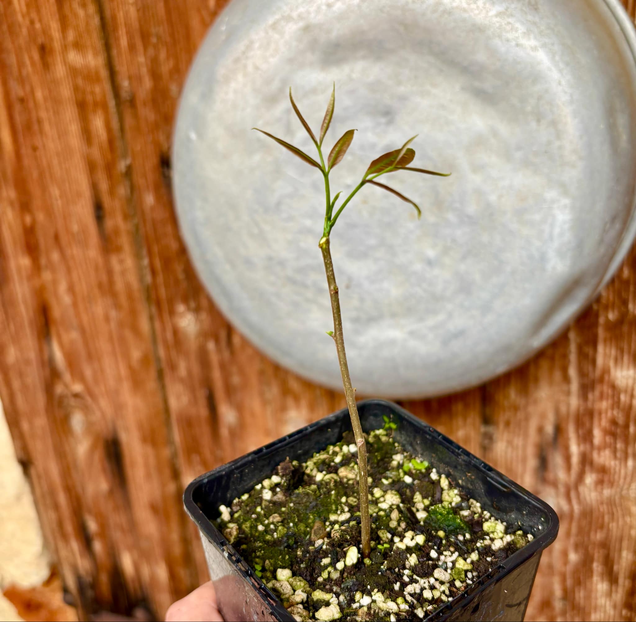 Talisia esculenta - Pitomba do Nordeste - 1 potted plant / 1 getopfte Pflanze 