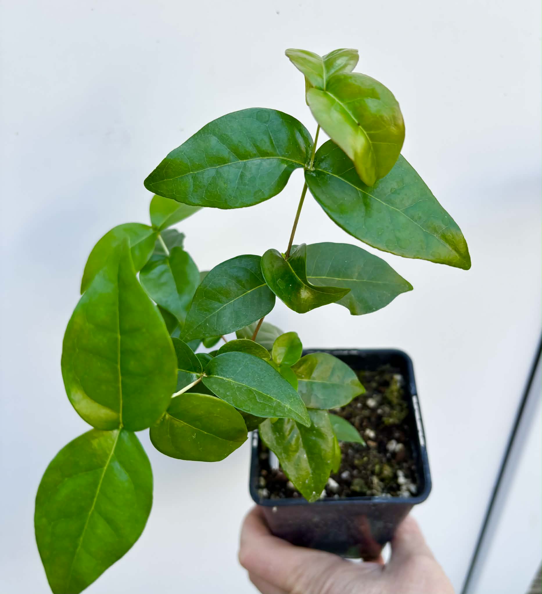 Eugenia uniflora var. black  - cultivated variety / 1 potted plant / 1 getopfte Pflanze