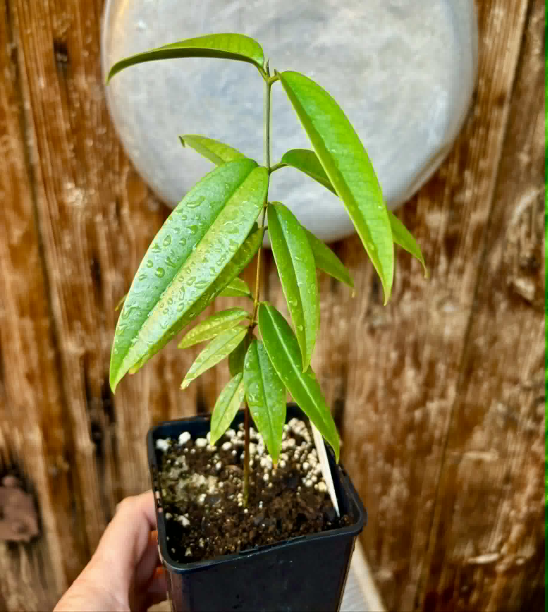 Eugenia bahiensis var. Sementes pintada  - 1 potted plant / 1 getopfte Pflanze