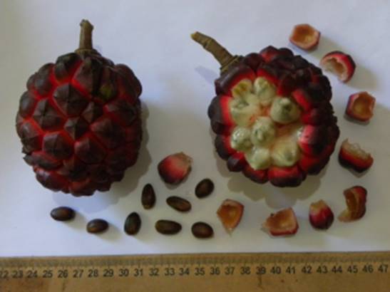 Duguetia aff. lanceolata - Pindauva Roxa -   1 germinated seed / 1 gekeimter Samen