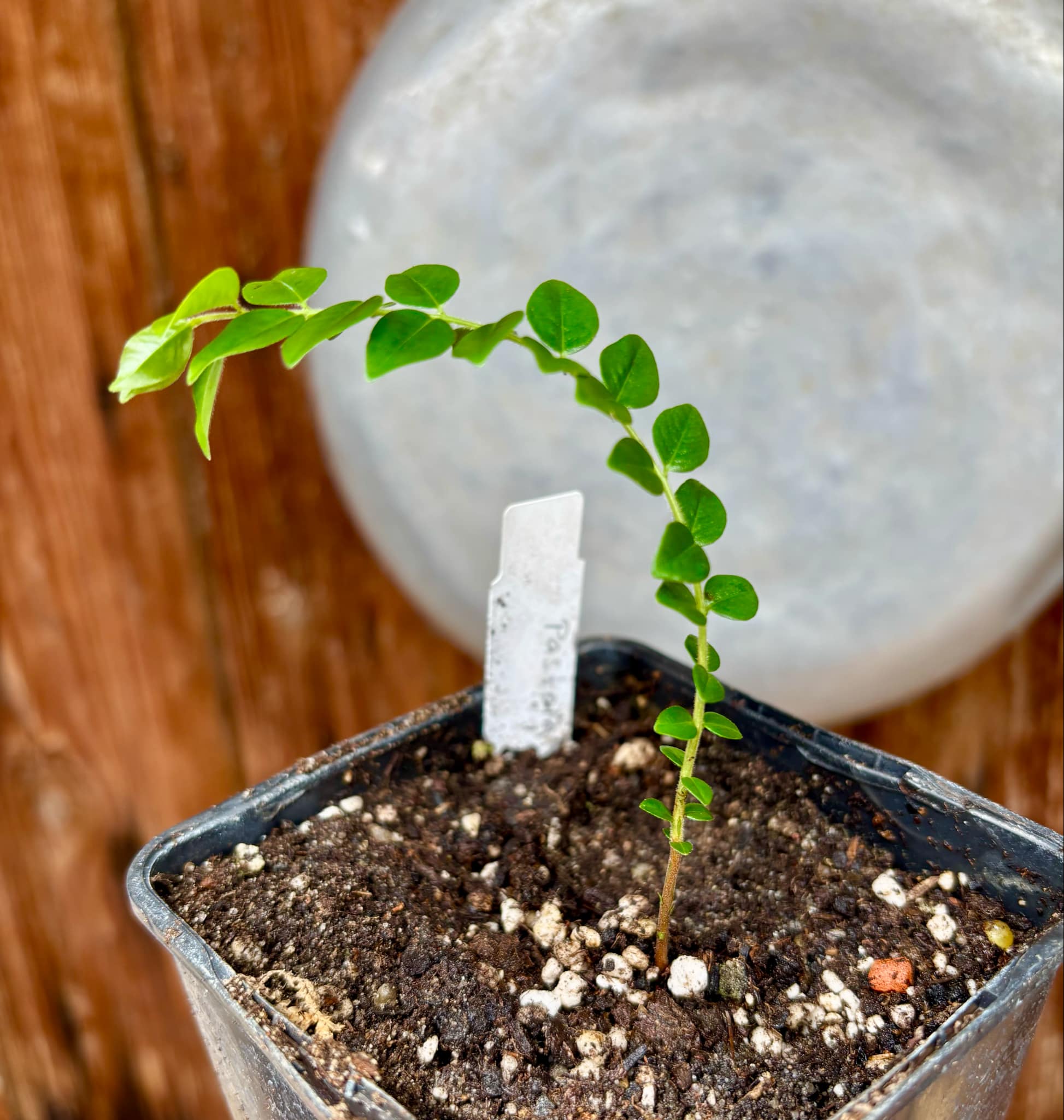 Myrciaria sp Pastora - 1 small potted seedling / 1 kleiner, getopfter Sämling