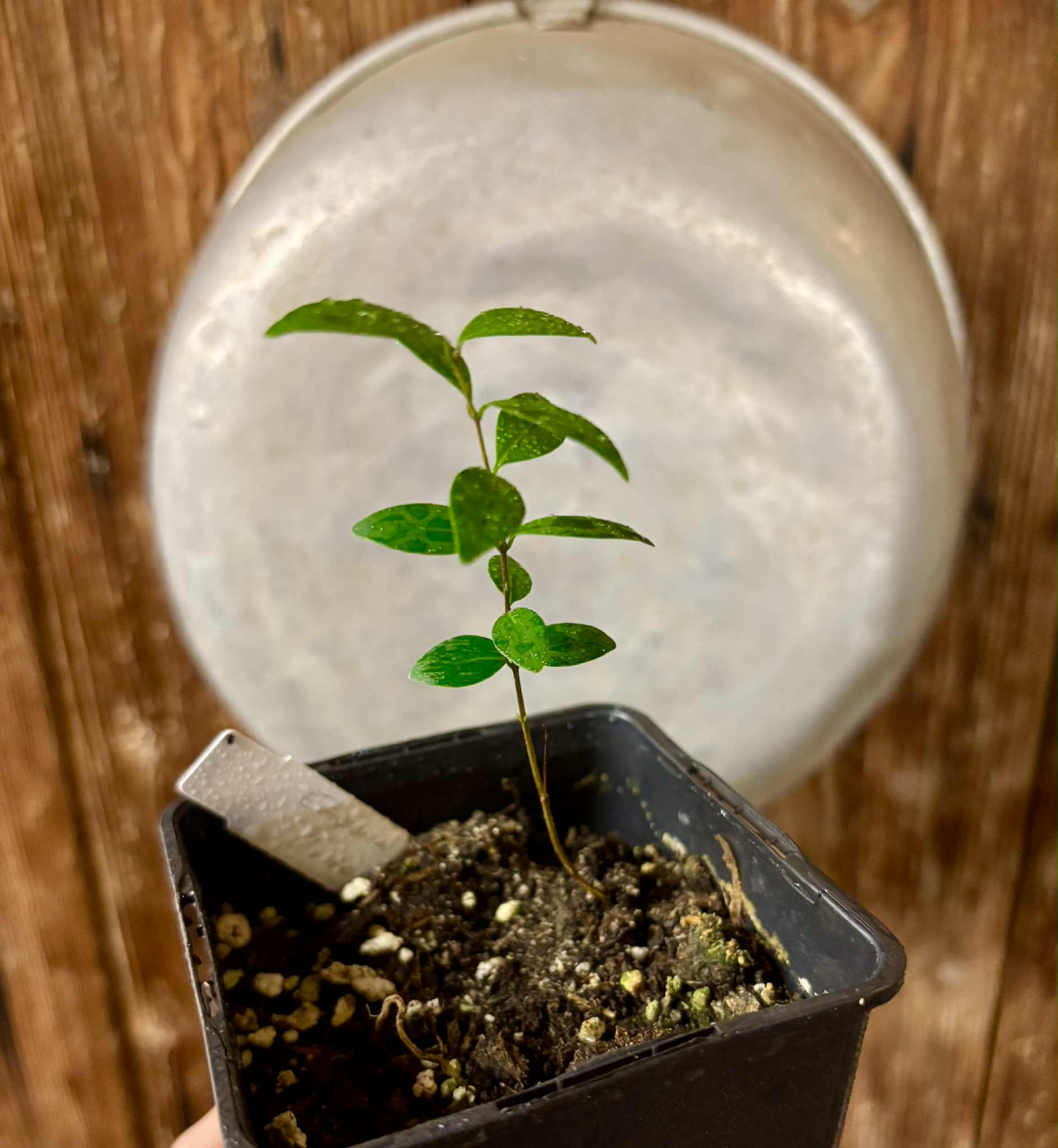 Eugenia sp Uvitas -  1 small potted seedling / 1 kleiner, getopfter Sämling