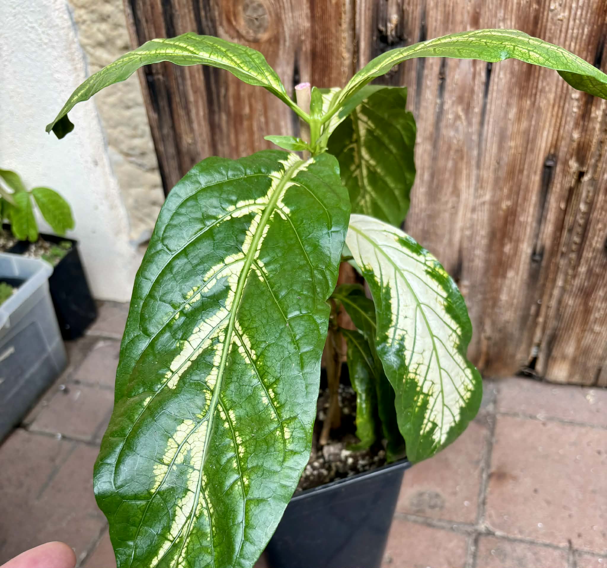 Noni Variegated (Morinda citrifolia) - 1 potted plant / 1 getopfte Pflanze