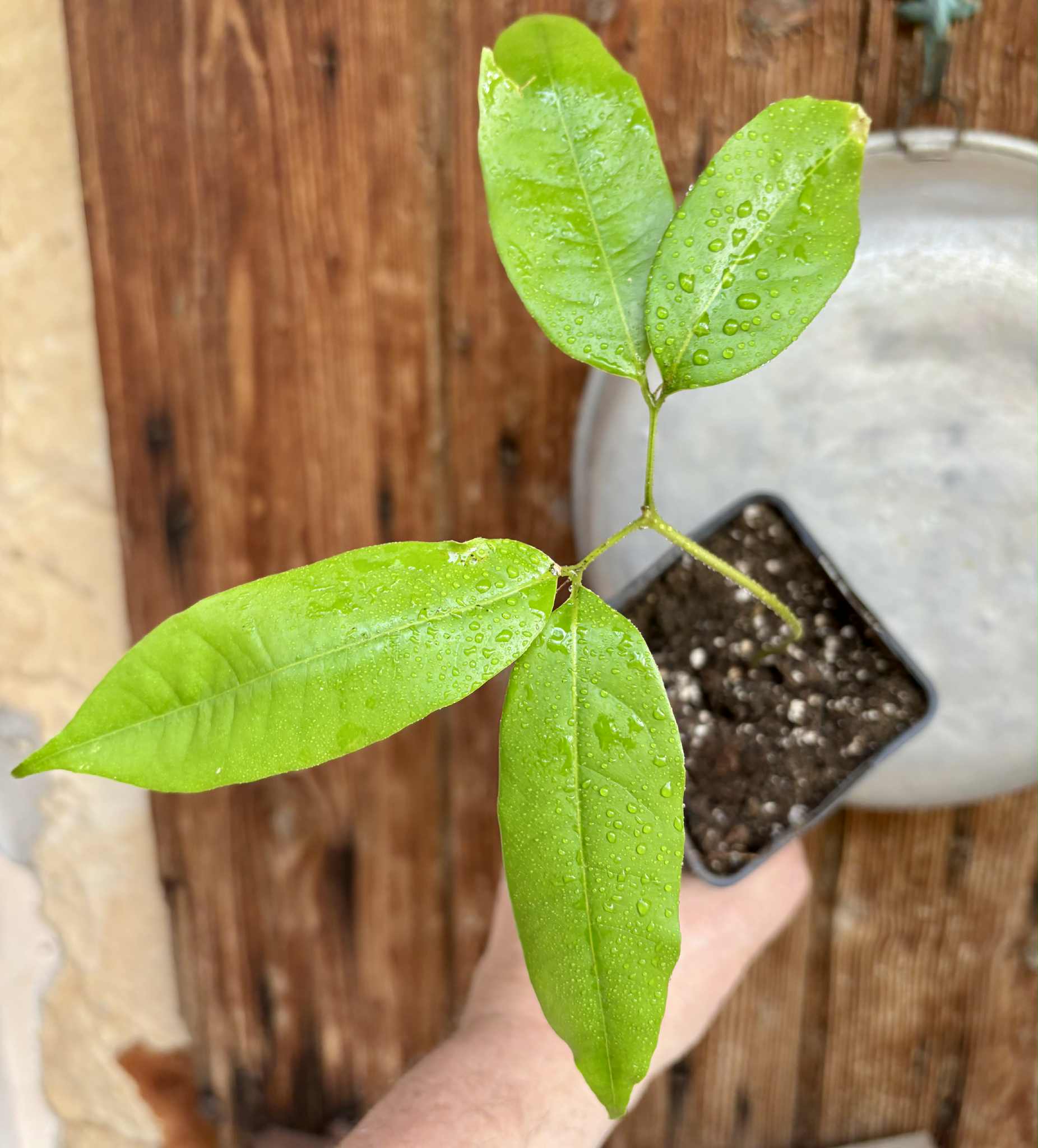Litchi chinensis - var. Fei Zi Xiao (Litchi chinensis) - 1 small potted seedling / 1 kleiner, getopfter Sämling 
