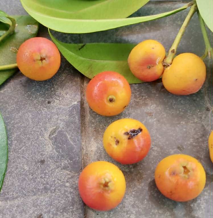 Collection of 5 Myrcia -  5 different potted plants / 5 verschiedene, getopfte Pflanzen