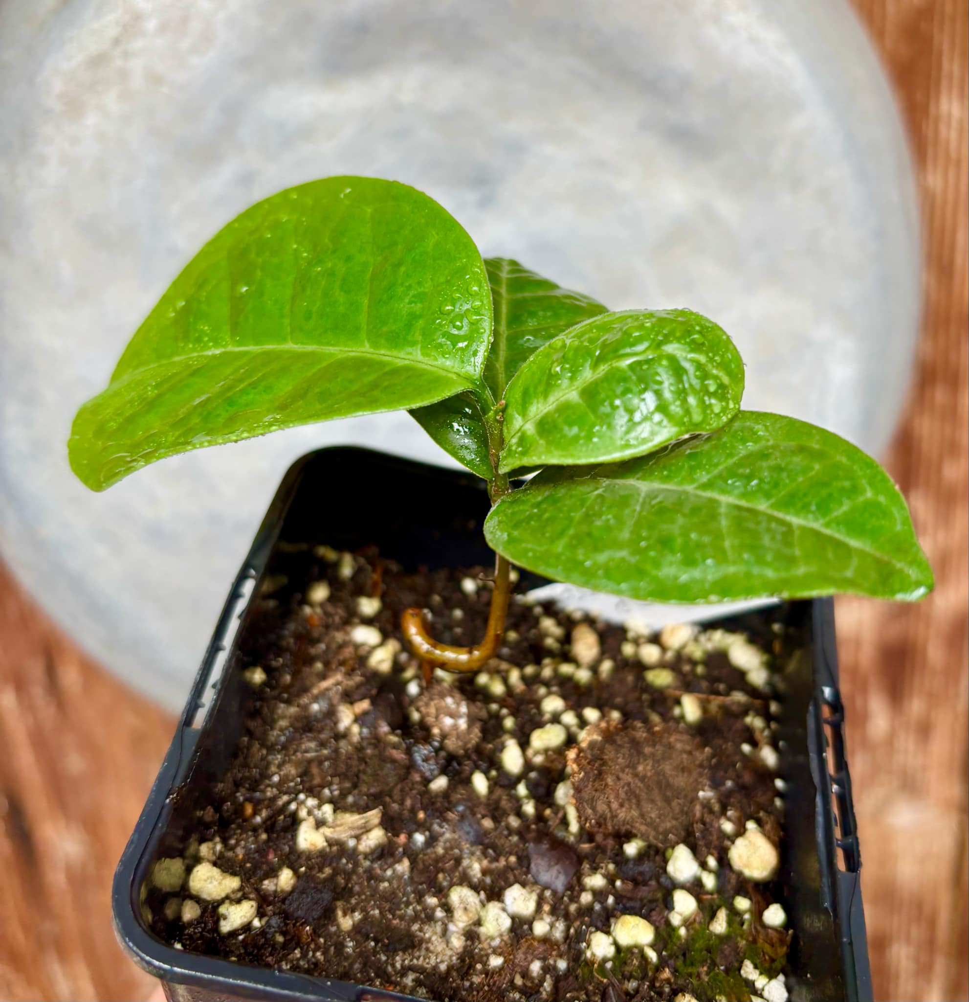 Eugenia sp Cheirosa Fruto Passado - 1 small potted seedling / 1 kleiner, getopfter Sämling