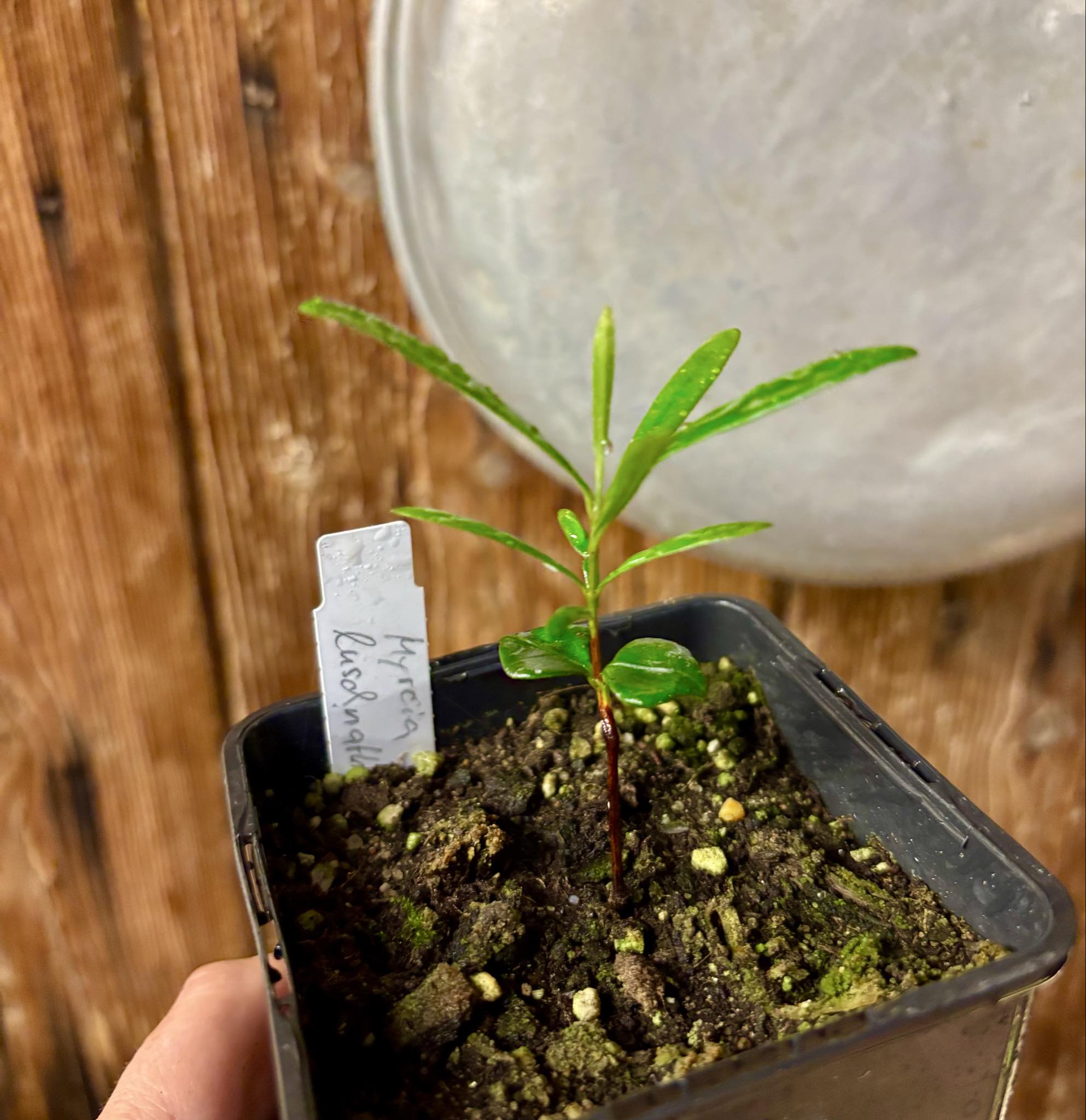 Myrcia luschnathiana -  1 potted seedling / 1 getopfter Sämling