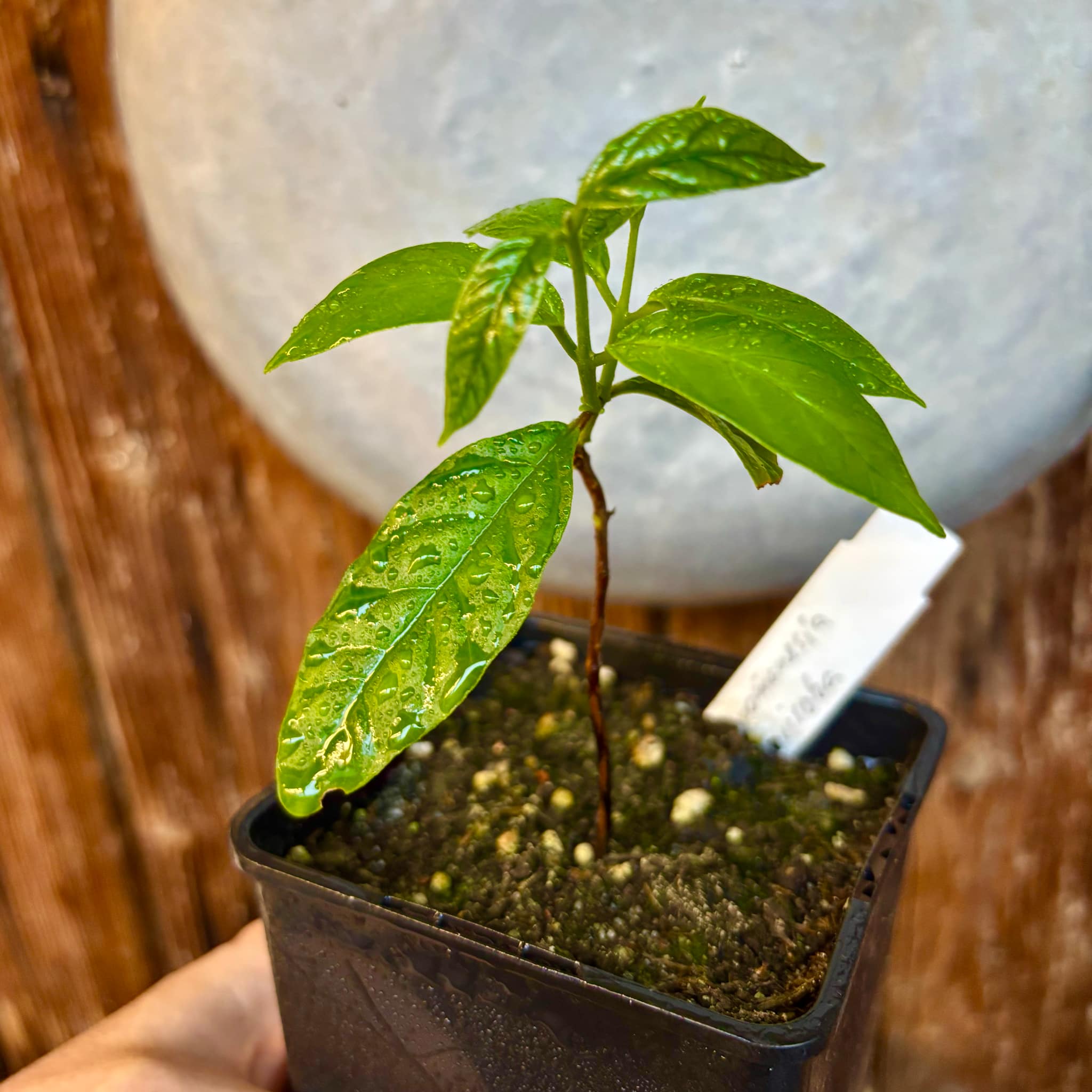Guabiroba (Campomanesia guaviroba) - 1 potted plant / 1 getopfte Pflanze