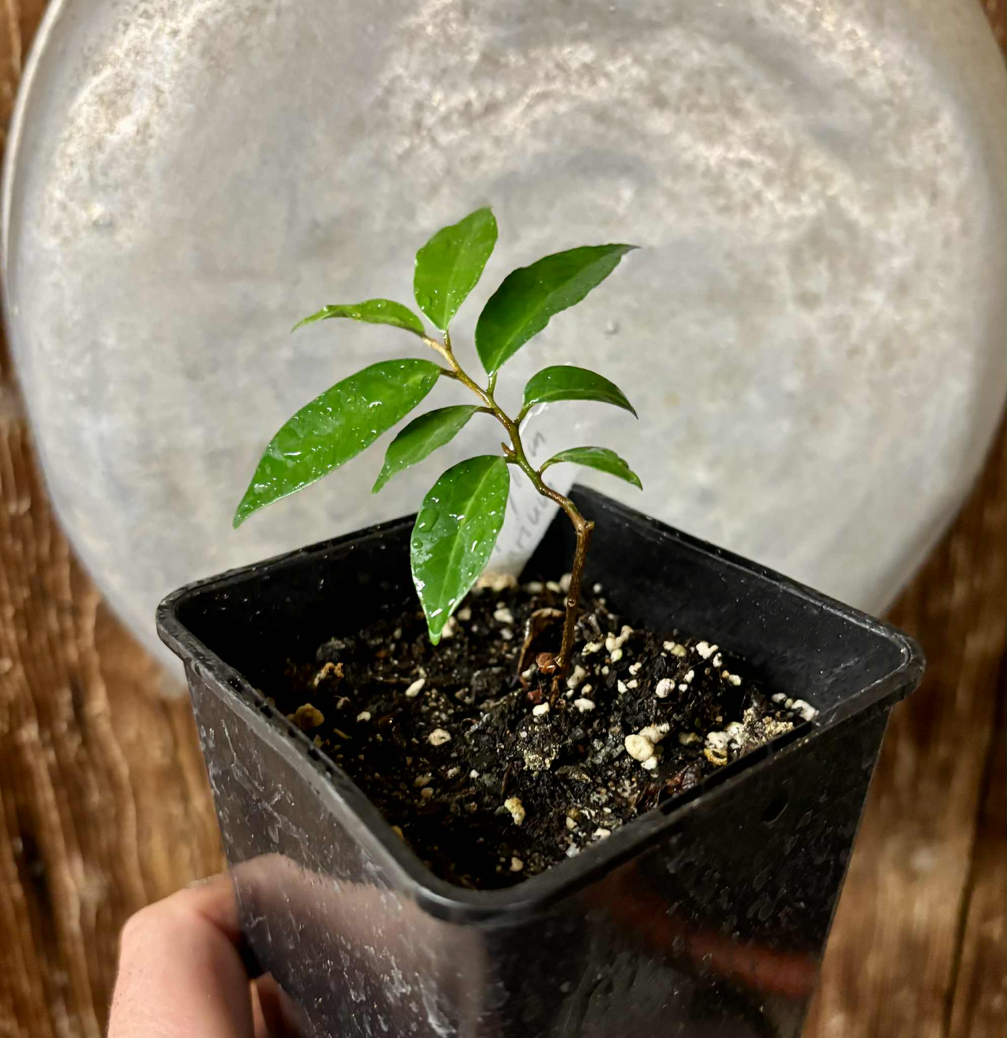 Chrysophyllum arenarium - Ameixa do Nordeste - 1 potted plant / 1 getopfte Pflanze