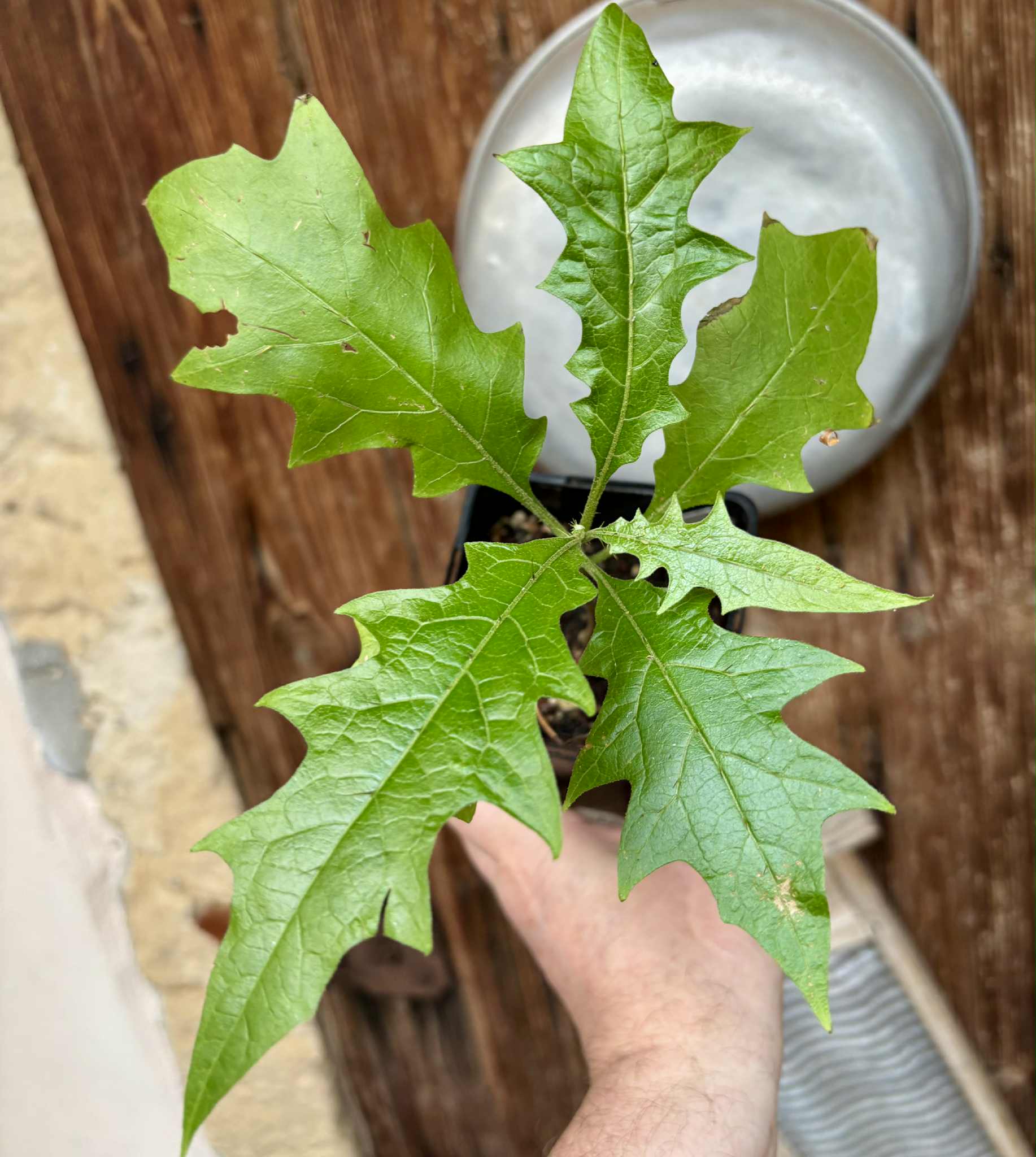 Juá do Jequitinhonha (Solanum schizandrum) - 1 potted seedling / 1 getopfter Sämling