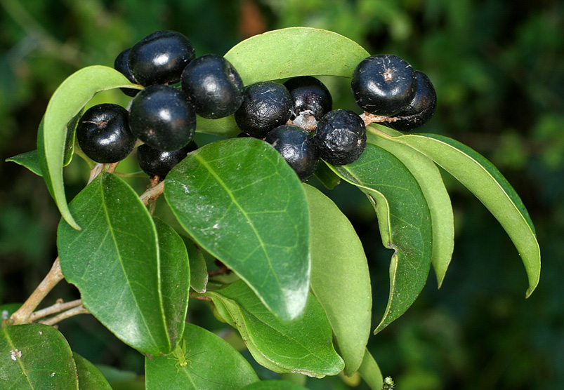 Collection of 5 Eugenia -  5 different potted Eugenia / 5 verschiedene, getopfte Eugenia