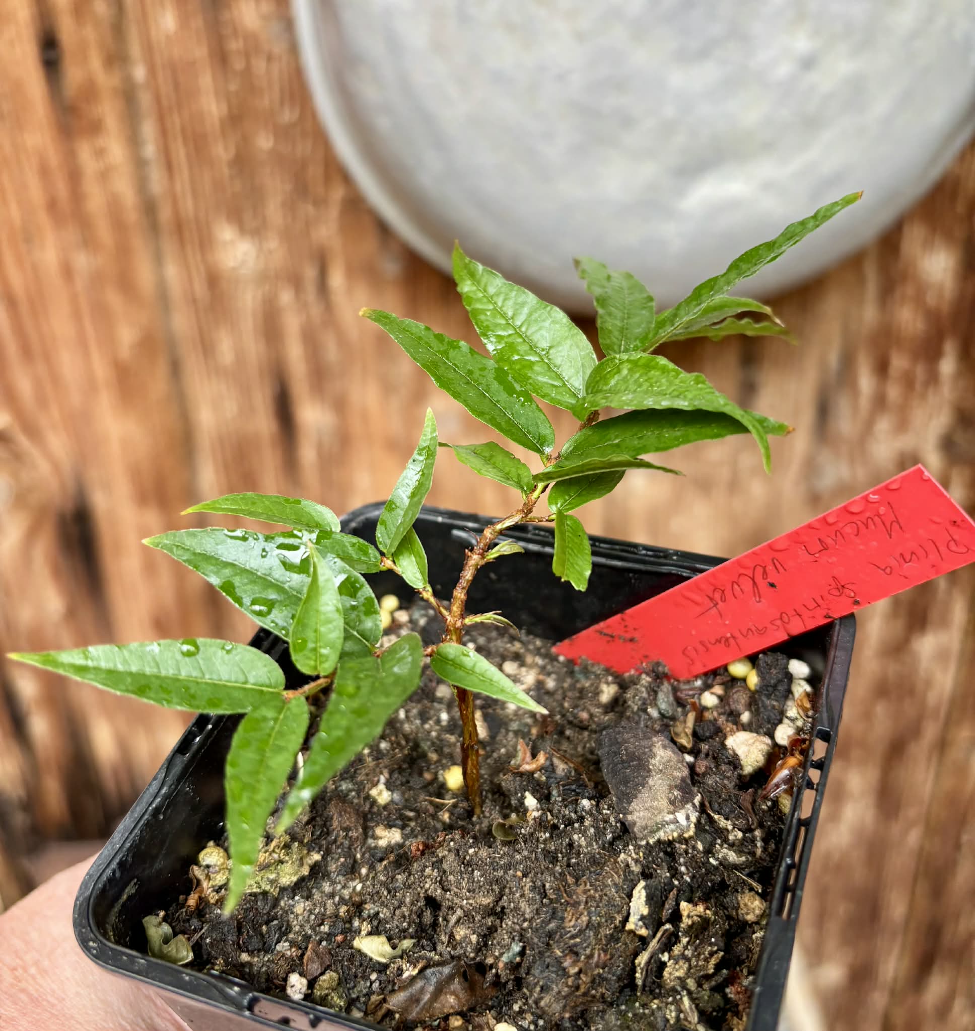 Plinia spiritosantensis var. Mucuri Velvet - 1 potted plant/ 1 getopfte Pflanze