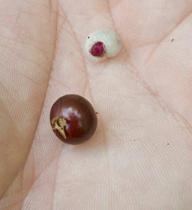 Jaboticaba de RAMA (Plinia sp) -  1 fresh seed / 1 frischer Samen