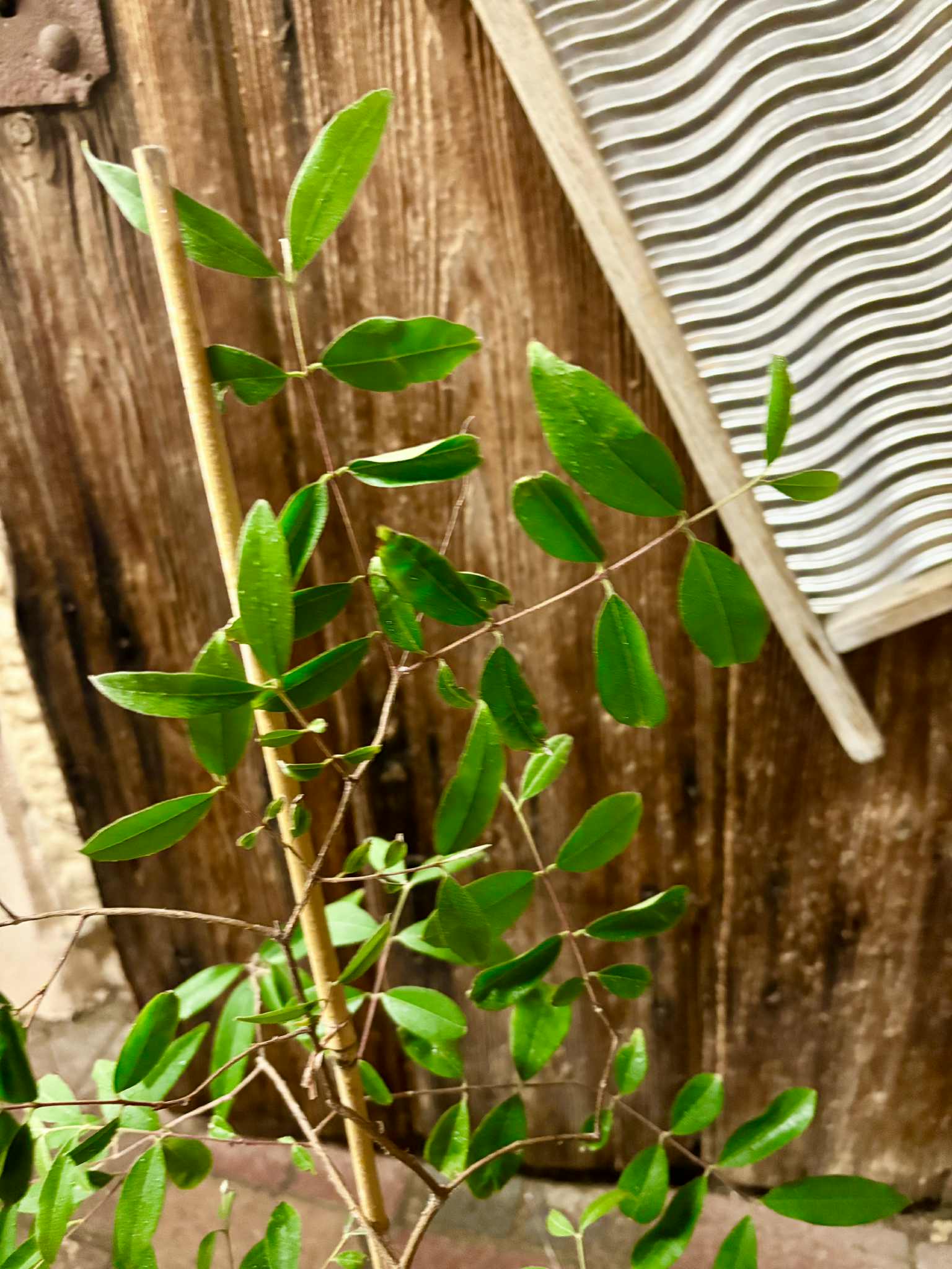 4 years old - Uvaia do Visconde (Eugenia beaurepairiana) - 1 potted plant / 1 getopfte Pflanze