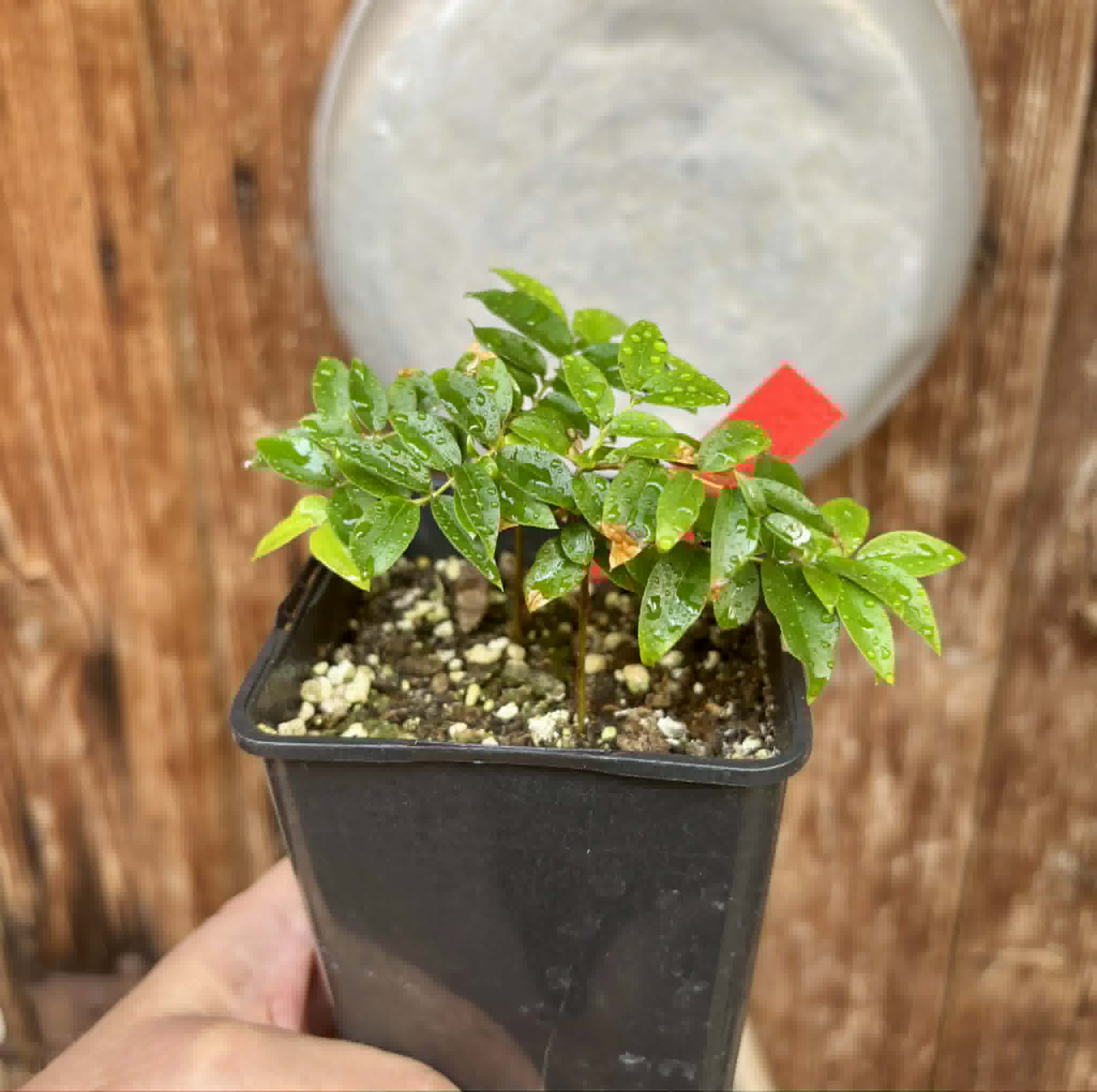2 in 1 pot - Jaboticaba - Plinia sp Esarme -  2 seedlings in one pot / 2 Sämlinge in einem Topf