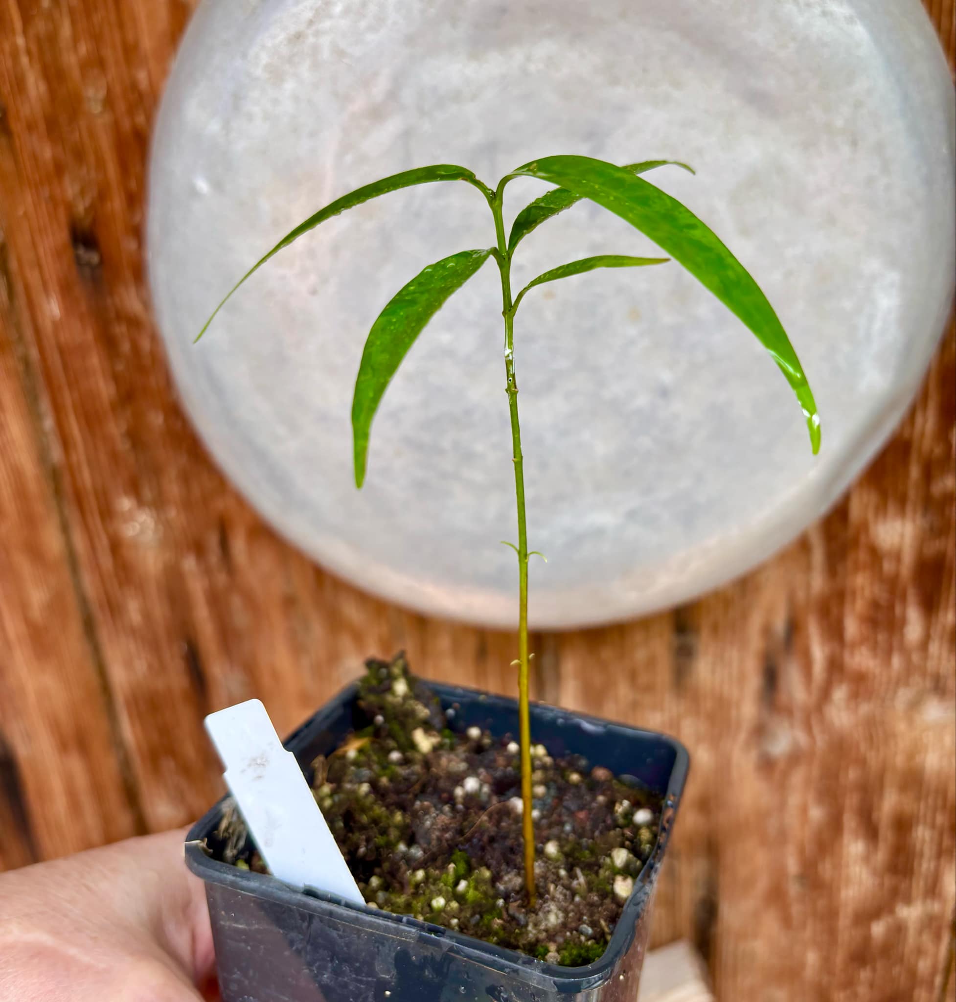 Leche-Miel Fruit (Lacmellea edulis) - 1 potted plant / 1 getopfte Pflanze