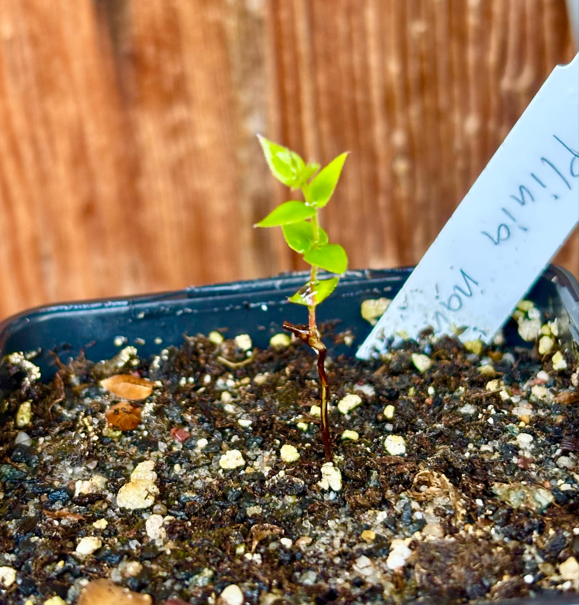 Plinia nana - 1 small potted plant / 1 kleine, getopfte Pflanze