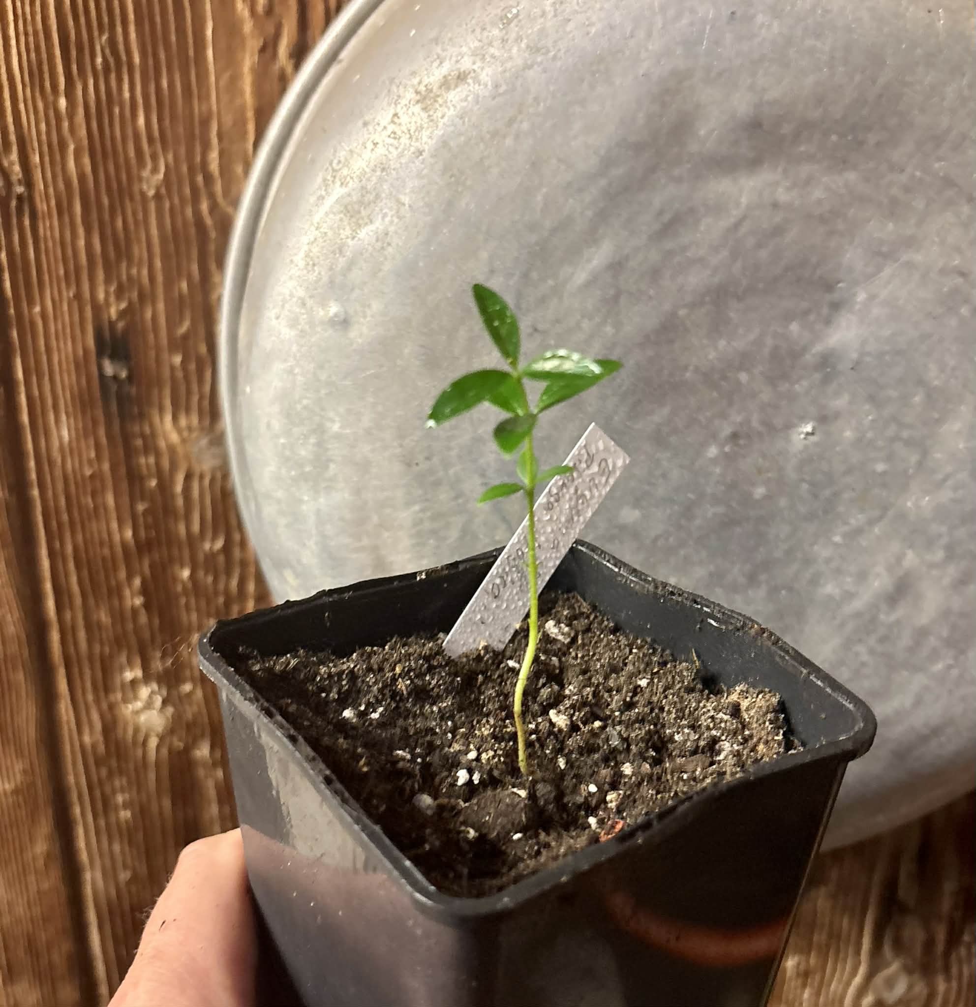 Eugenia sp. Pitanga Itobira -  1 potted seedling / 1 getopfter Sämling