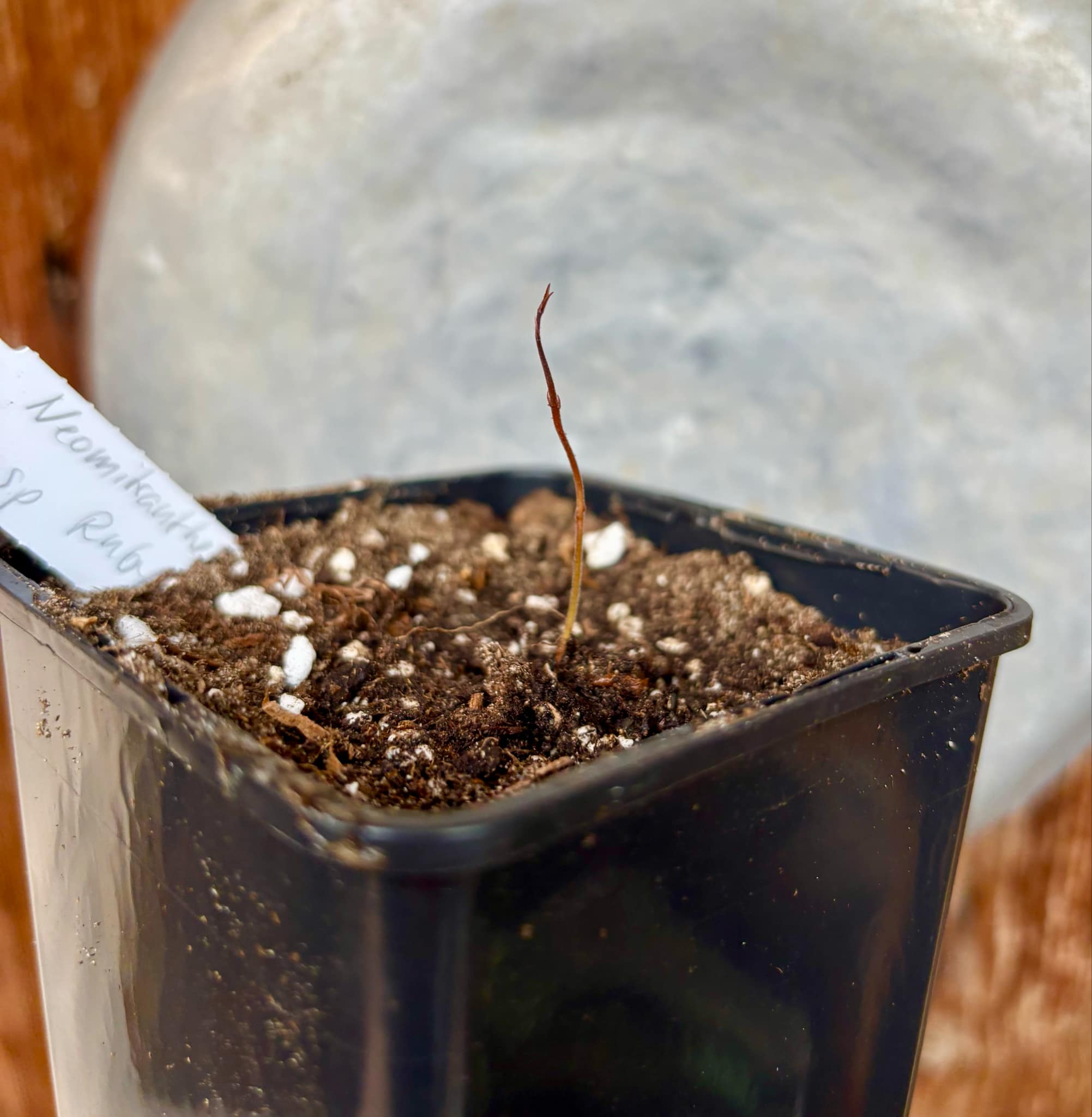 Neomitranthes sp Rubi - 1 fresh potted seedling / 1 frisch getopfter Sämling