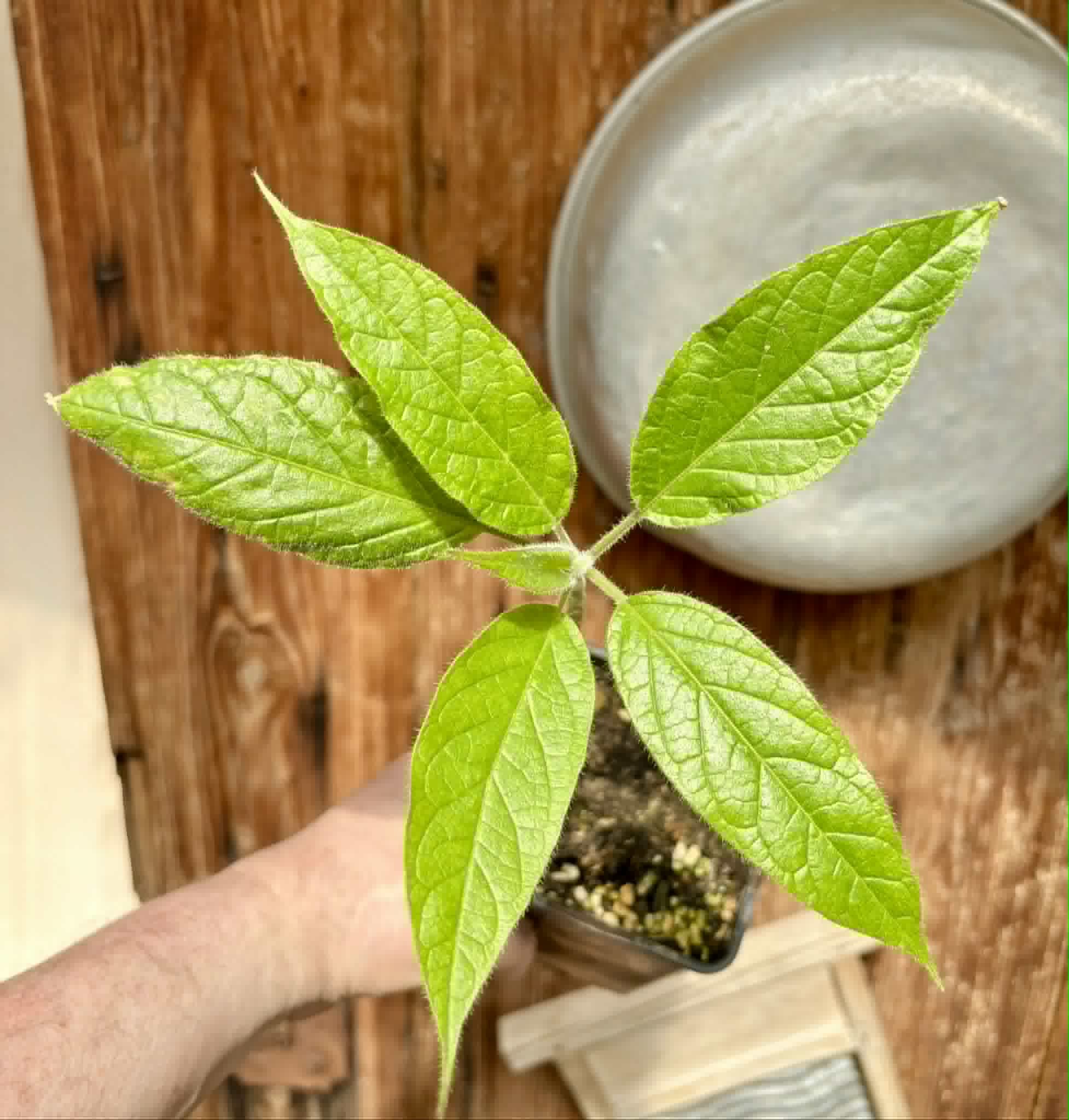 Solanum luridifuscescens - Tomatao Verde Piloso - 1 potted seedling / 1 getopfter Sämling