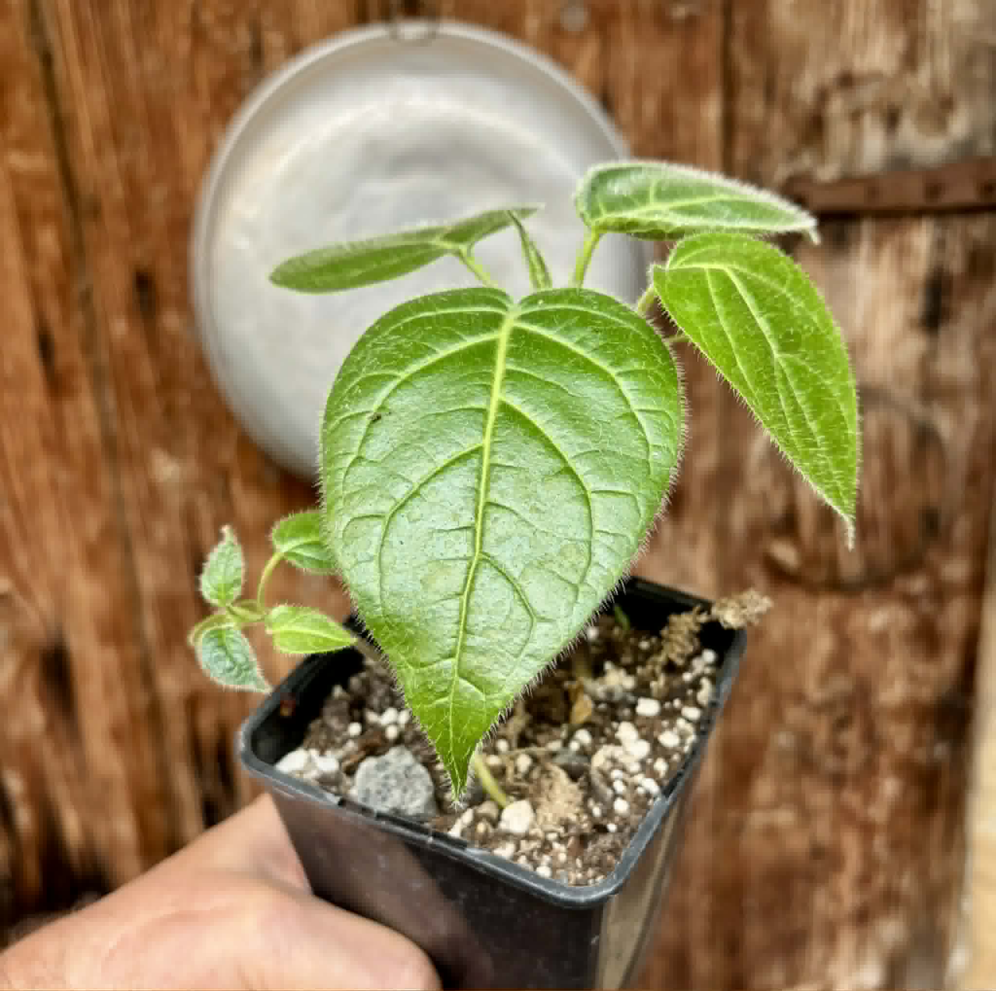 2 in 1 pot - Solanum sibundoyense - 2 seedlings in one pot / 2 Sämlinge in einem Topf