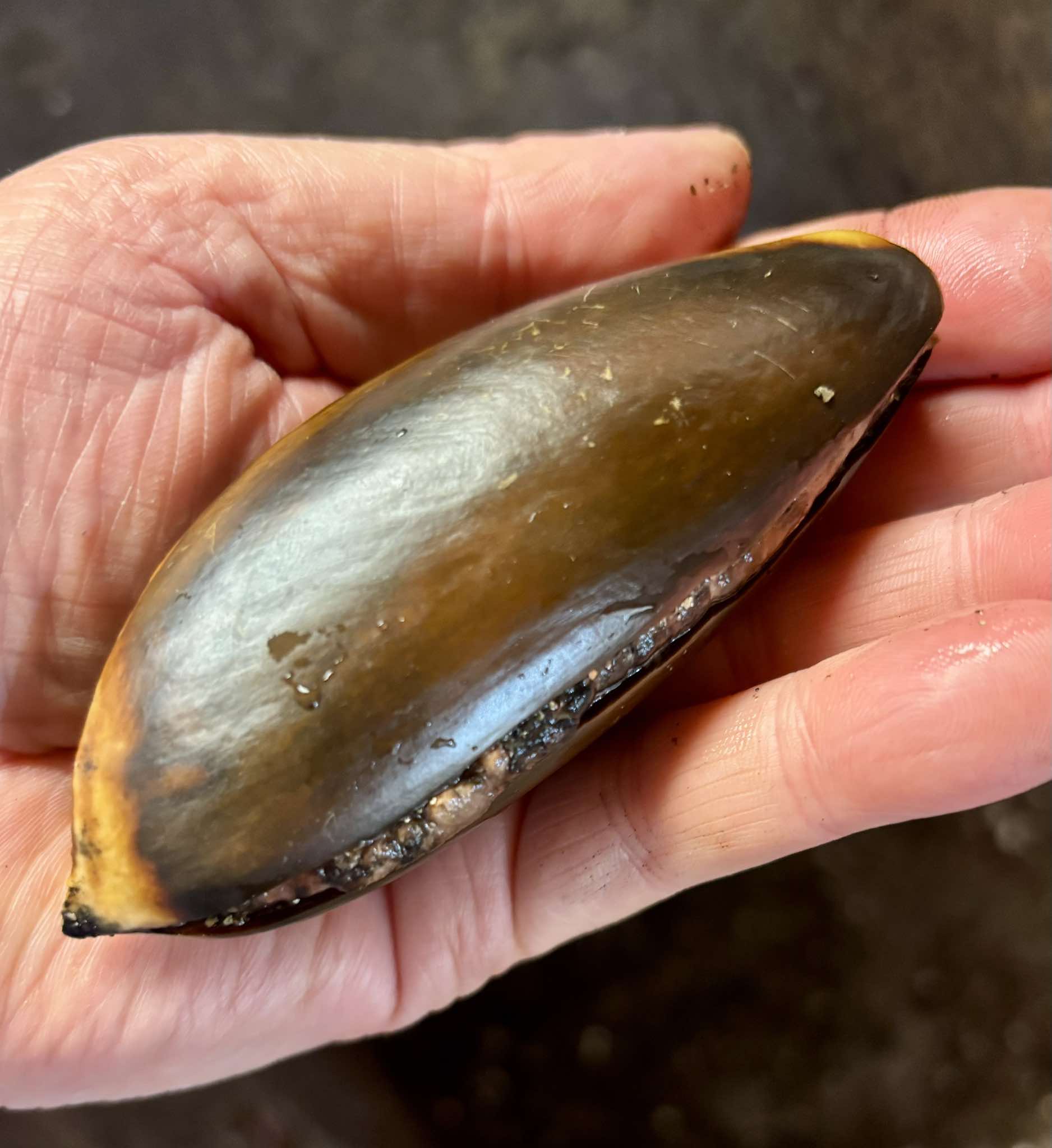 Pouteria sapota - Mamey Sapote - 1 fresh seed / 1 frischer Samen 