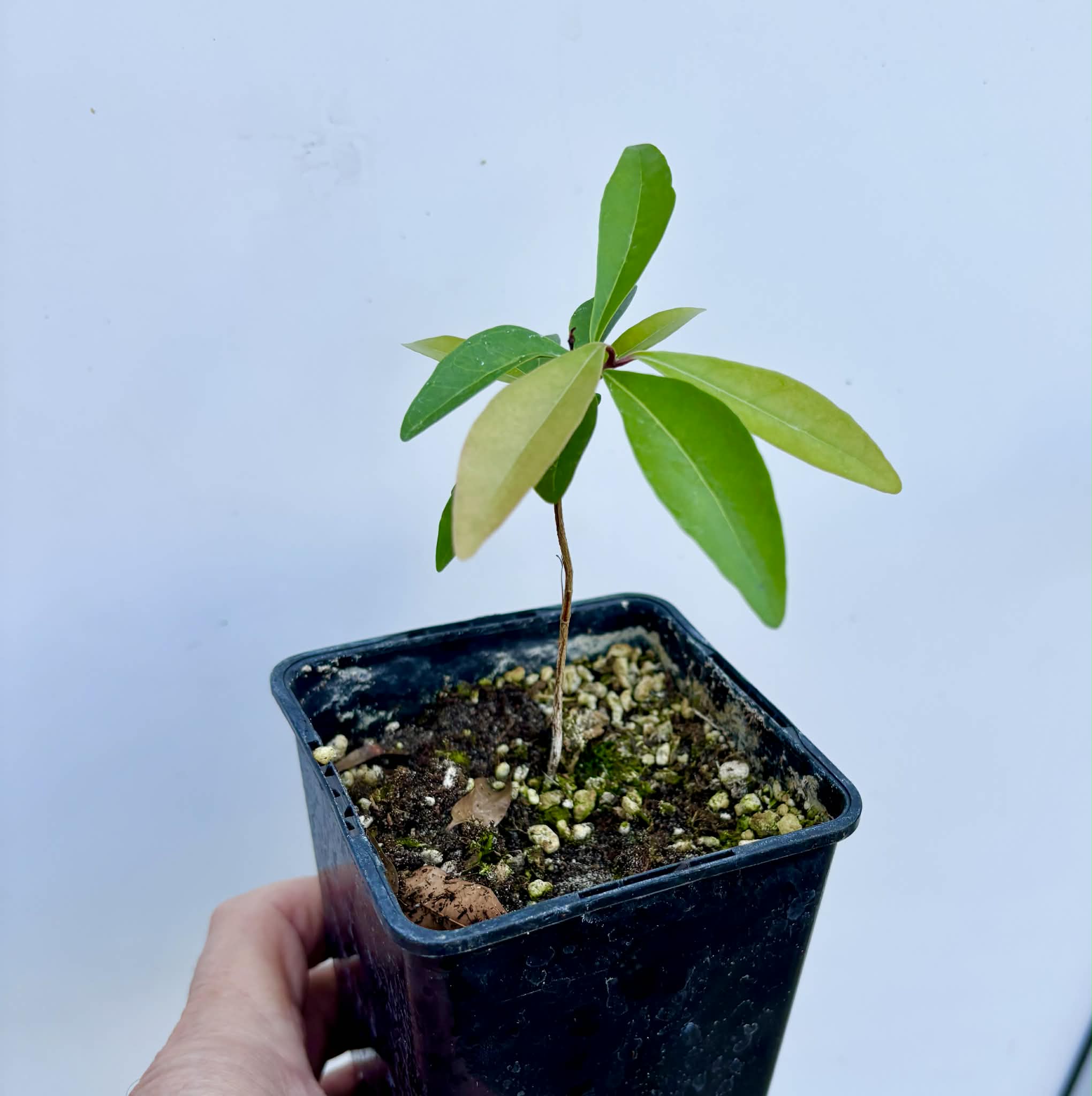 Eugenia sp Nova Rio Guari - 1 potted seedling / 1 getopfter Sämling