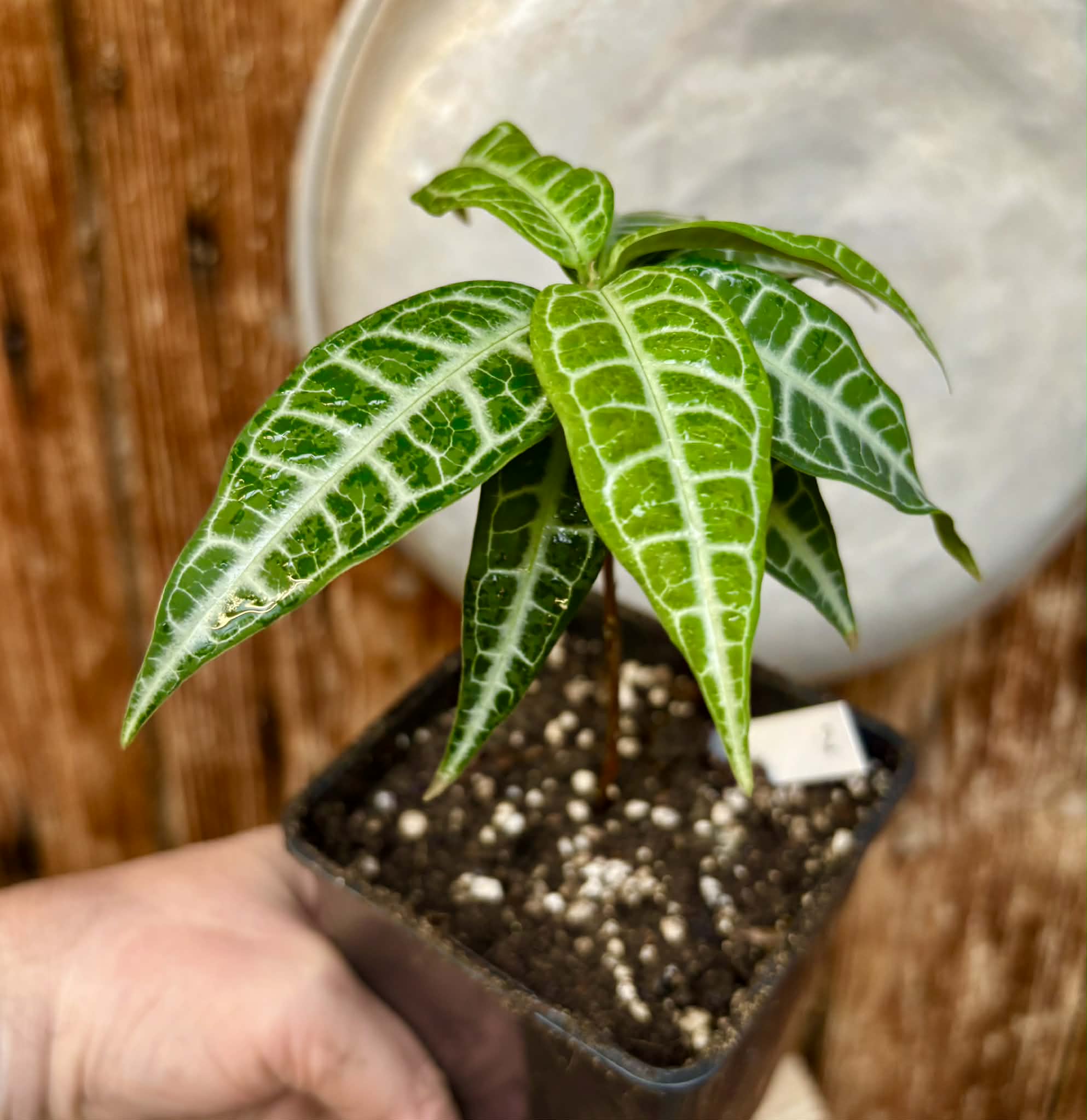 Eugenia sp Labisia Nr. 2 -  1 potted plant / 1 getopfte Pflanze