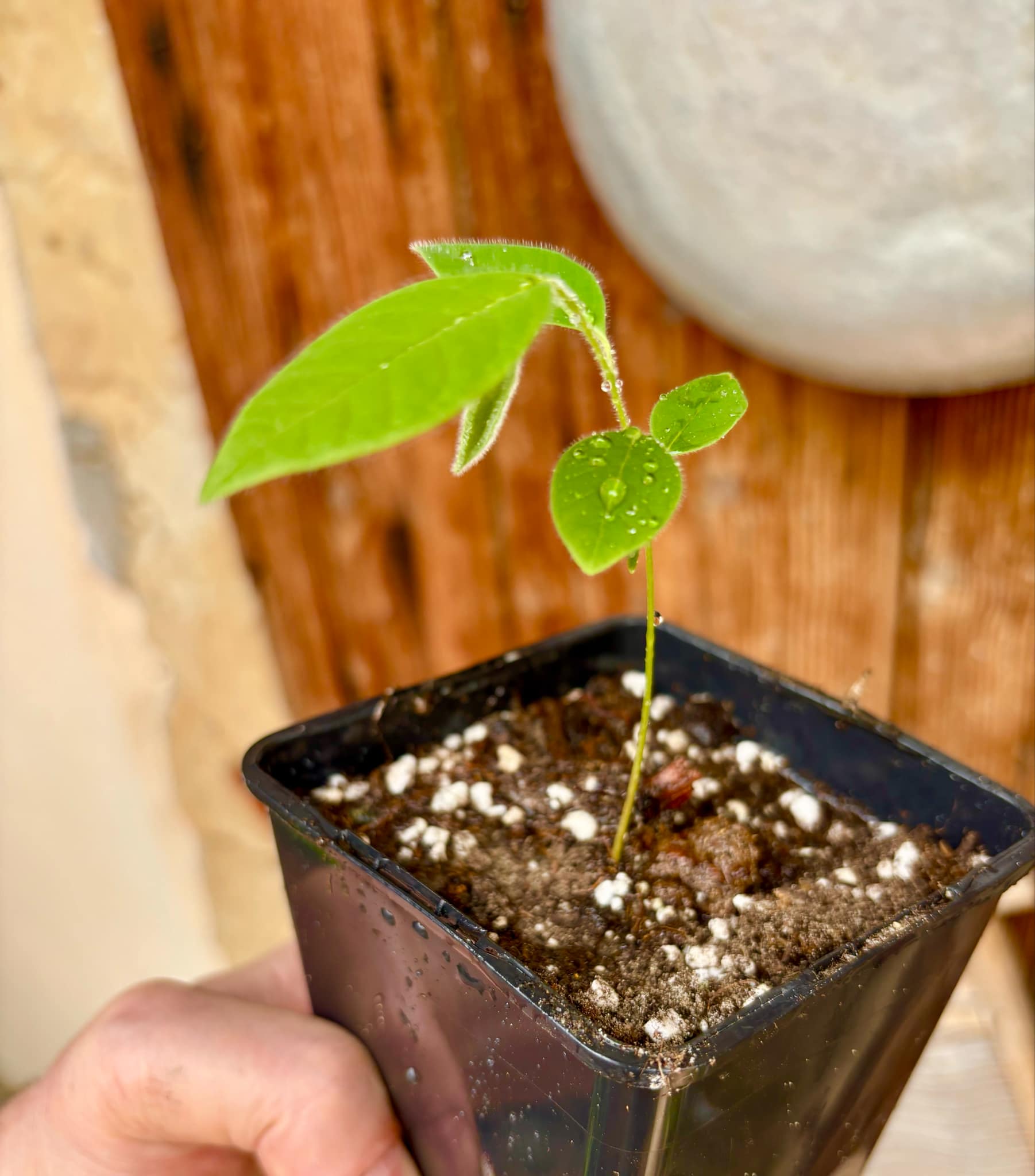 Annona spraguei - Nonita - 1 small potted seedling / 1 kleiner getopfter Sämling