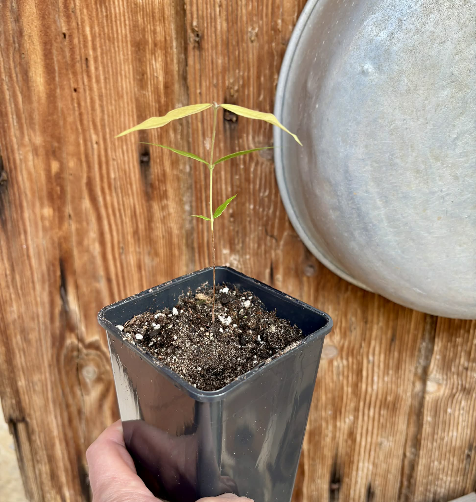 Myrciaria sp Jaboticaba - 1 potted seedling / 1 getopfter Sämling