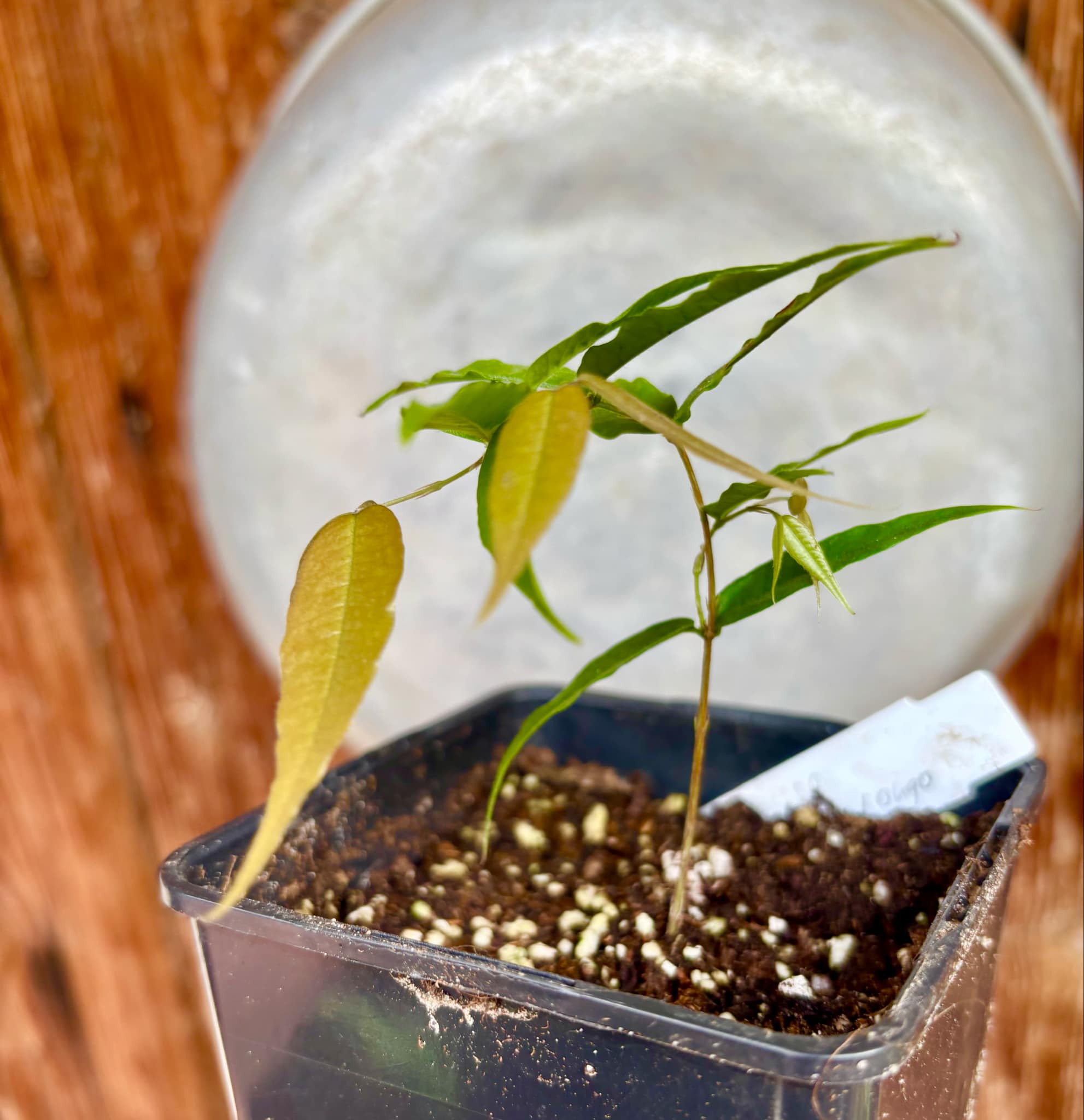 Jaboticaba - Plinia sp Rajada Cabo longo verde Nr. 2 - 1 small potted seedling / 1 kleiner, getopfter Sämling Jaboticaba - Plinia sp Rajada Cabo longo verde Nr. 2 - 1 small potted seedling / 1 kleiner, getopfter Sämling